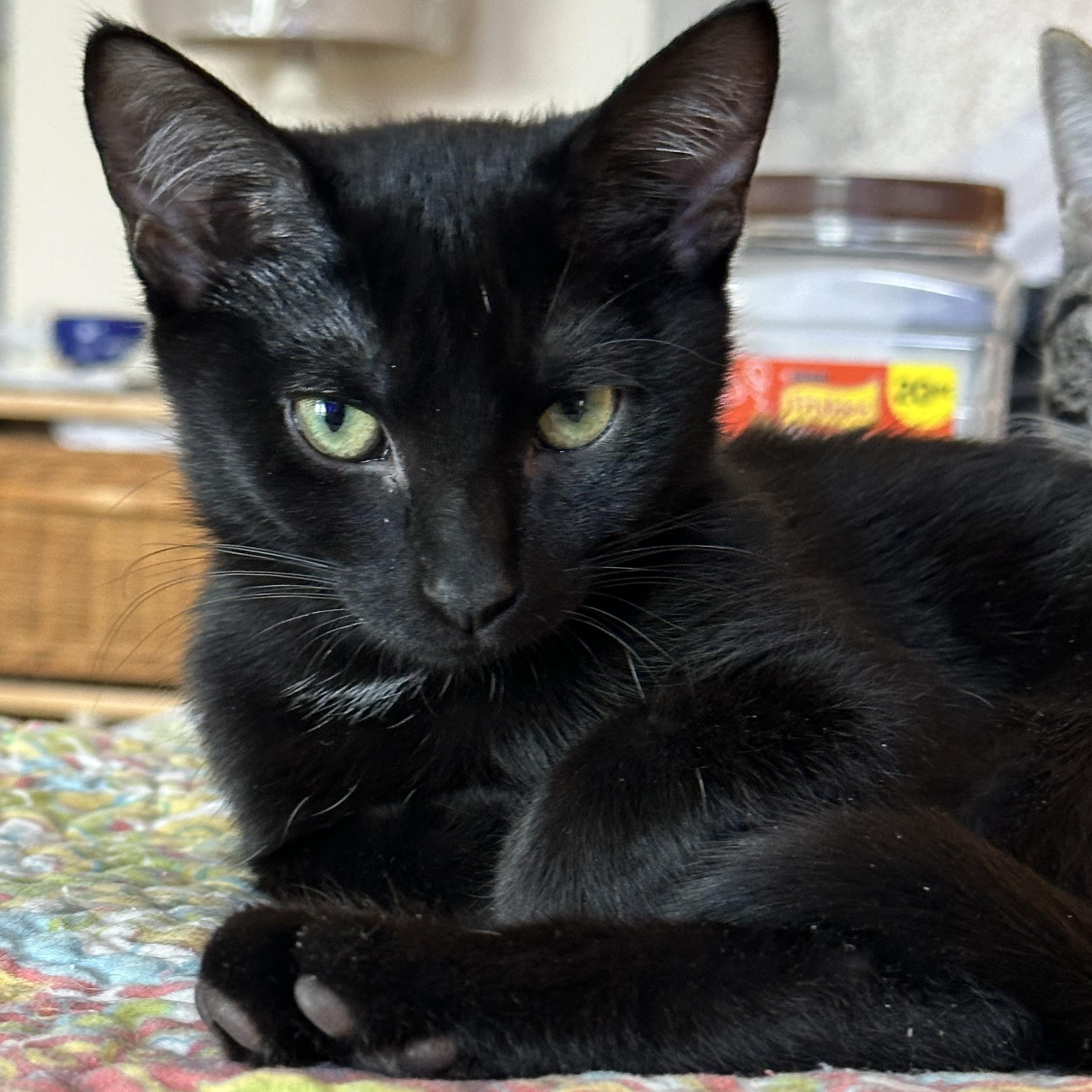 Enlarge Cassia & Cayenne, bonded pair, an adopted mixed breed in Chicago, IL image 4/5