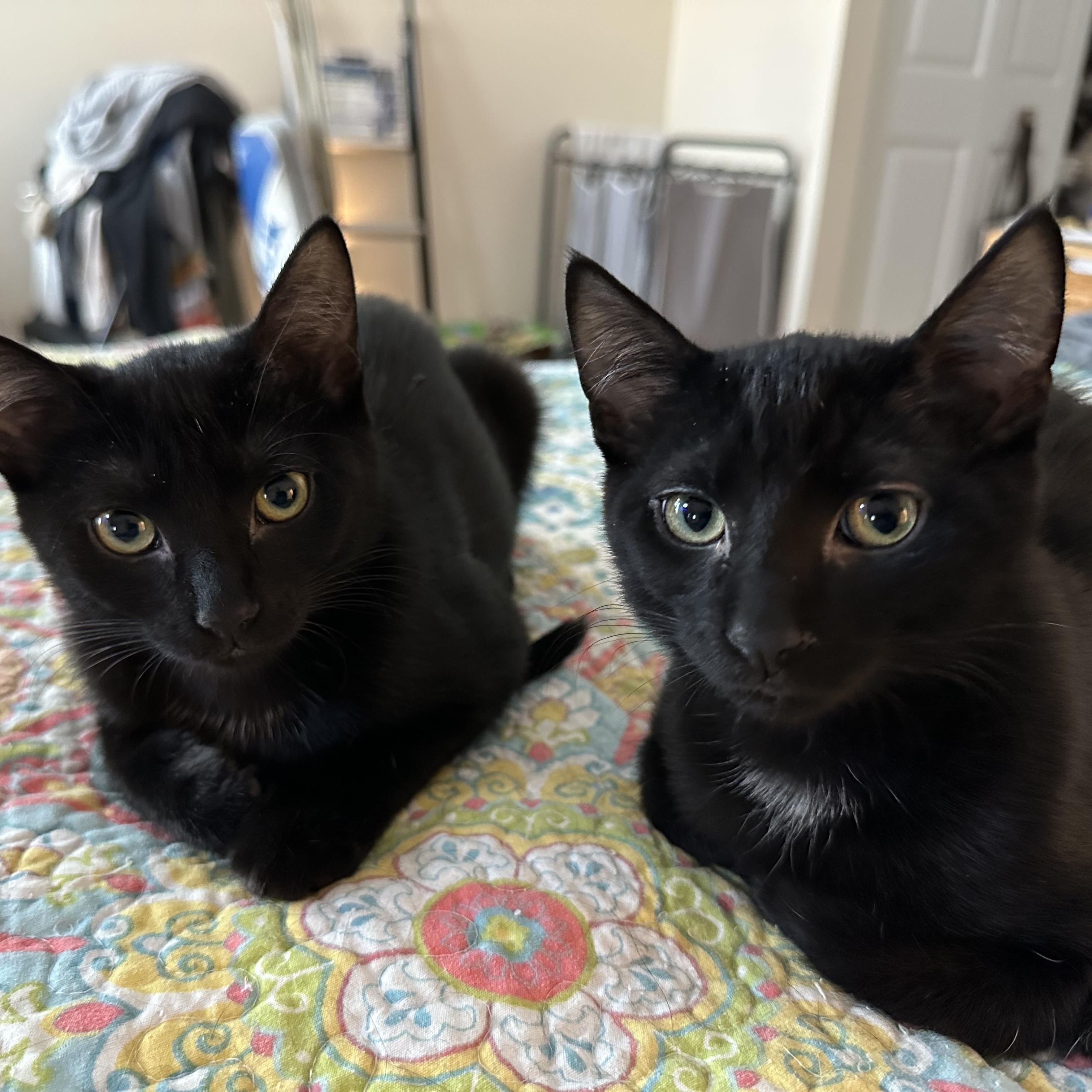 Enlarge Cassia & Cayenne, bonded pair, an adopted mixed breed in Chicago, IL image 5/5