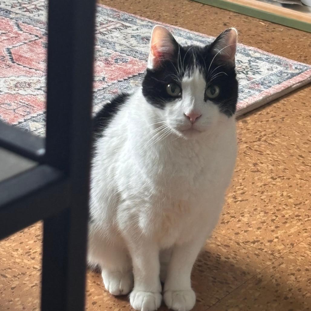 Enlarge Whiz, a Adoptable Domestic Medium Hair in Chicago, IL image 1/1