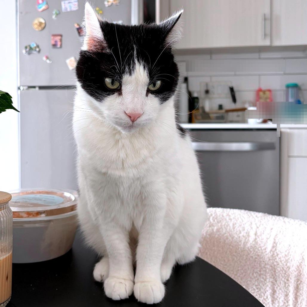 Whiz, a Adoptable Domestic Medium Hair in Chicago, IL image 3/5