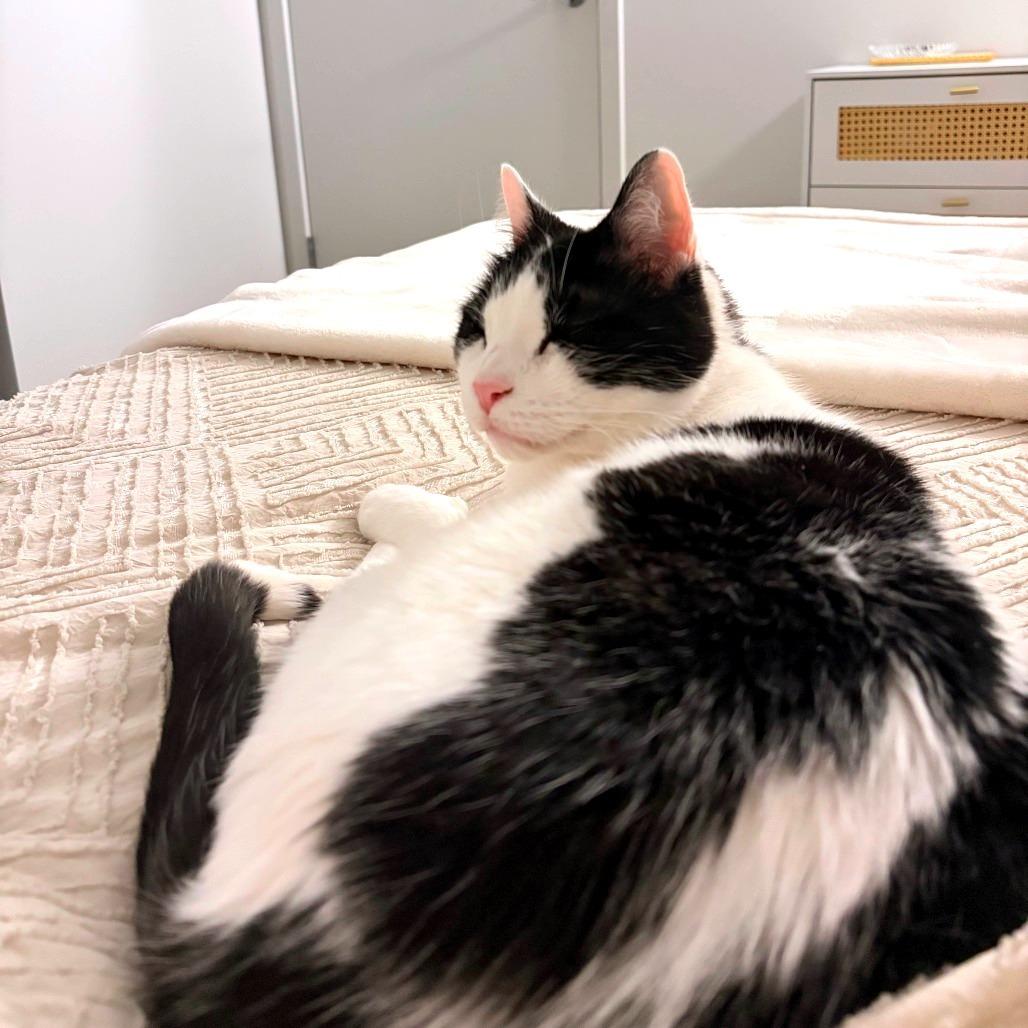 Whiz, a Adoptable Domestic Medium Hair in Chicago, IL image 4/5