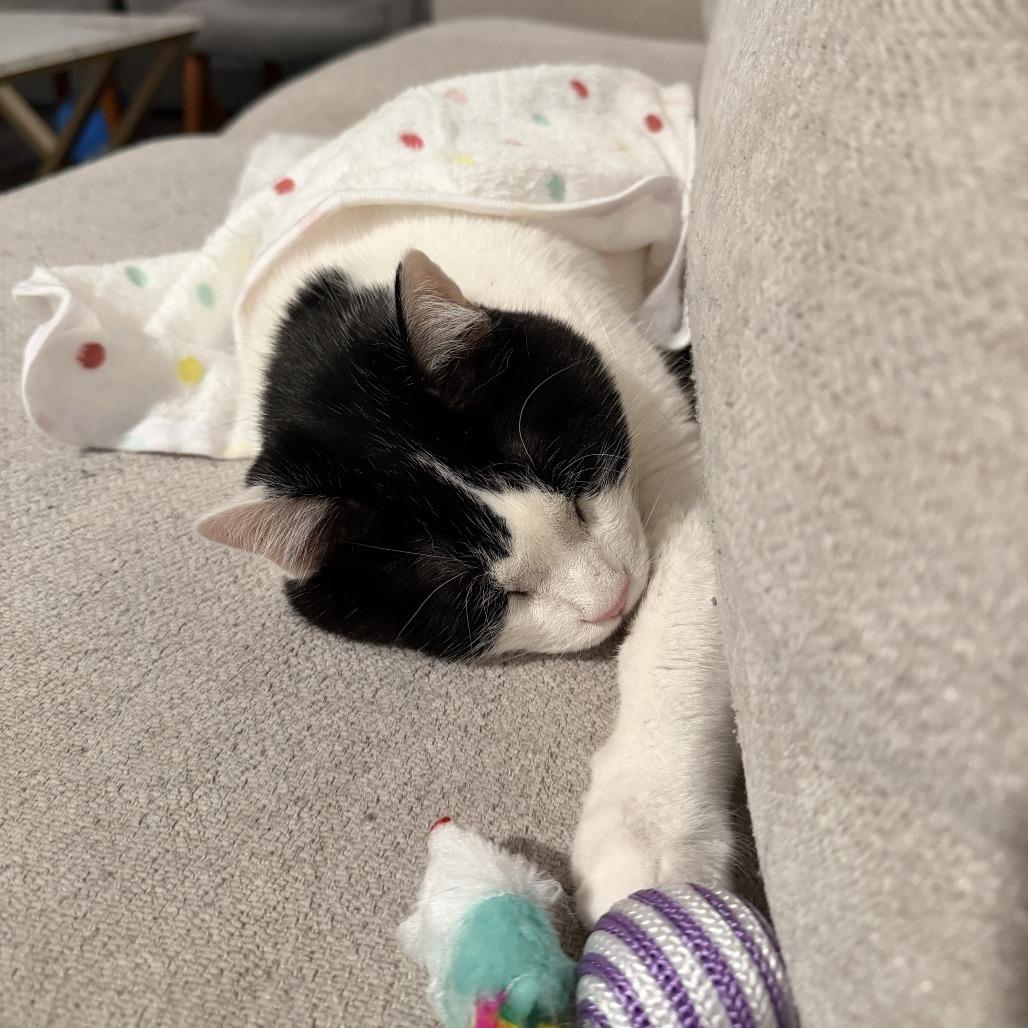 Whiz, a Adoptable Domestic Medium Hair in Chicago, IL image 5/5
