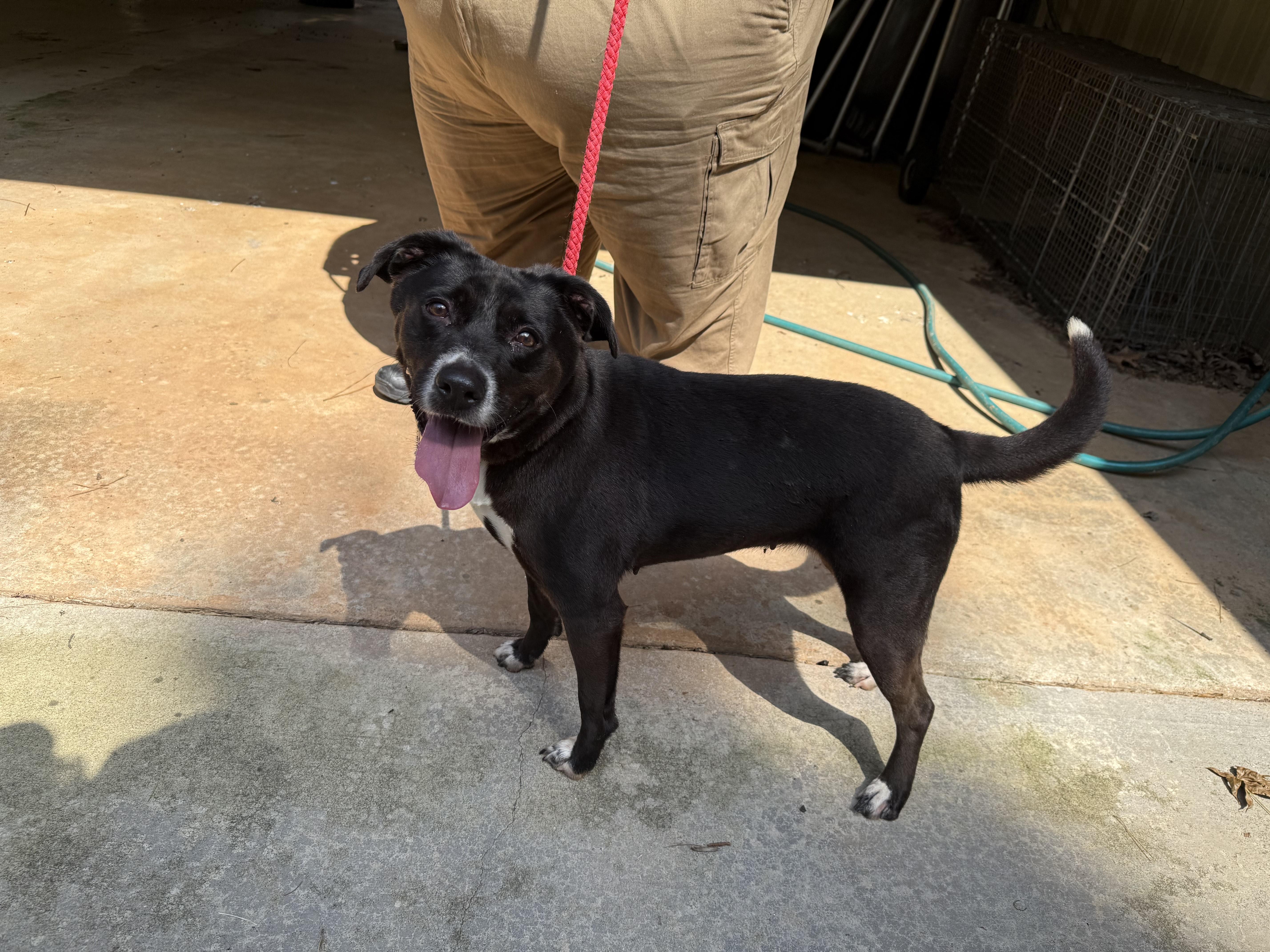 Clover 11792, Adoptable, Young Female Labrador Retriever.