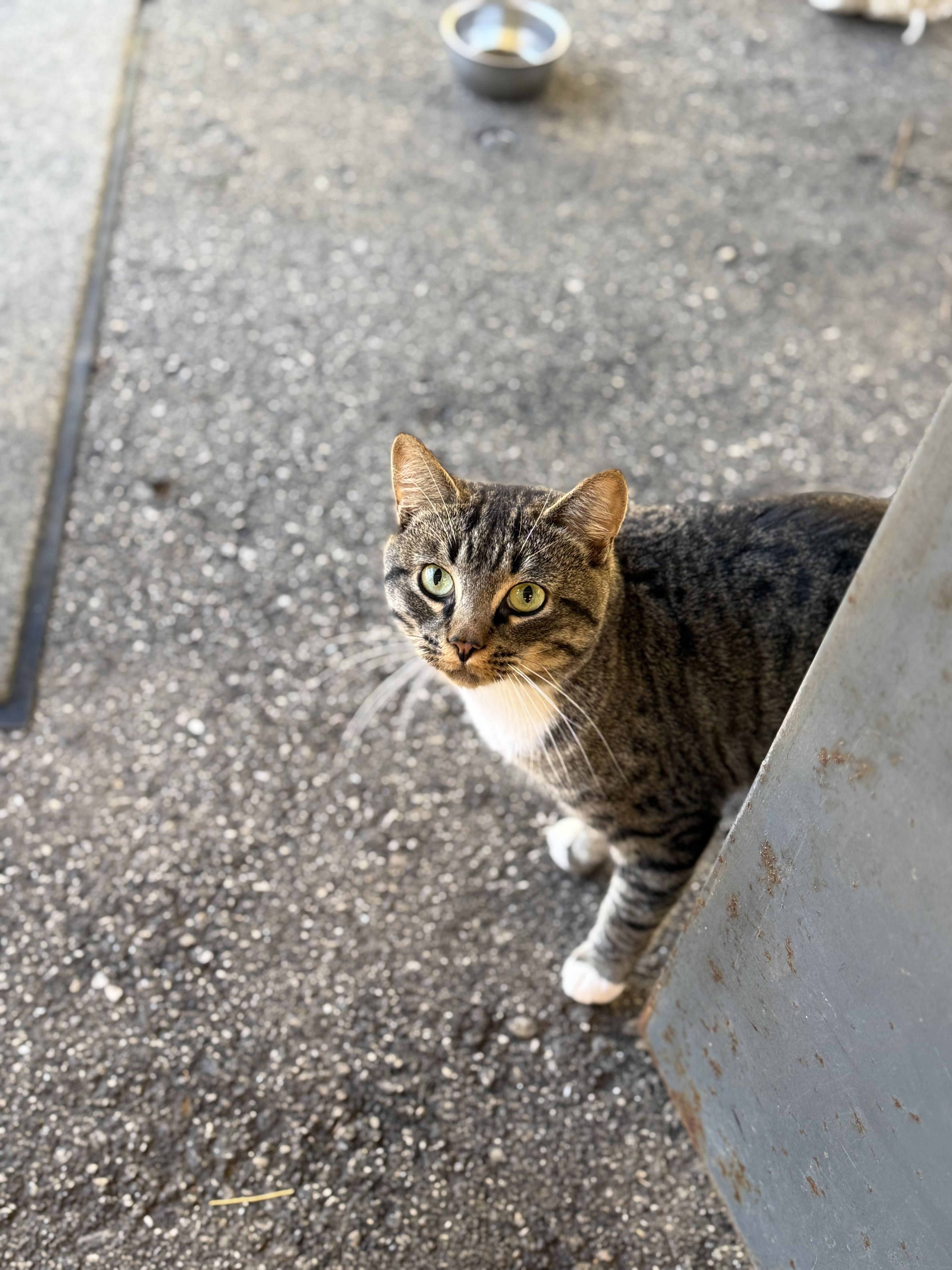 Clover 11792, a Adoptable mixed breed in Elberton, GA image 2/5