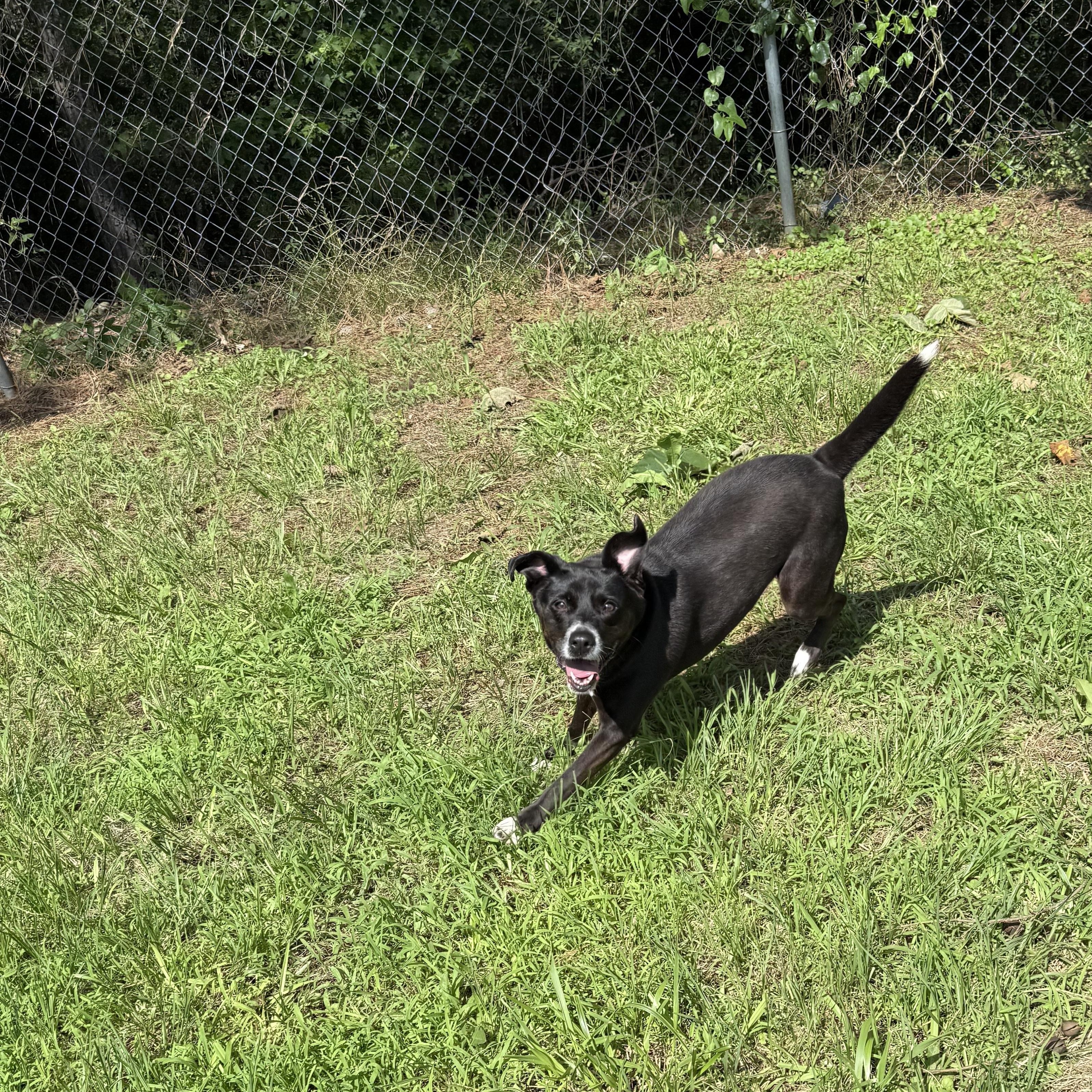Clover 11792, a Adoptable mixed breed in Elberton, GA image 4/5