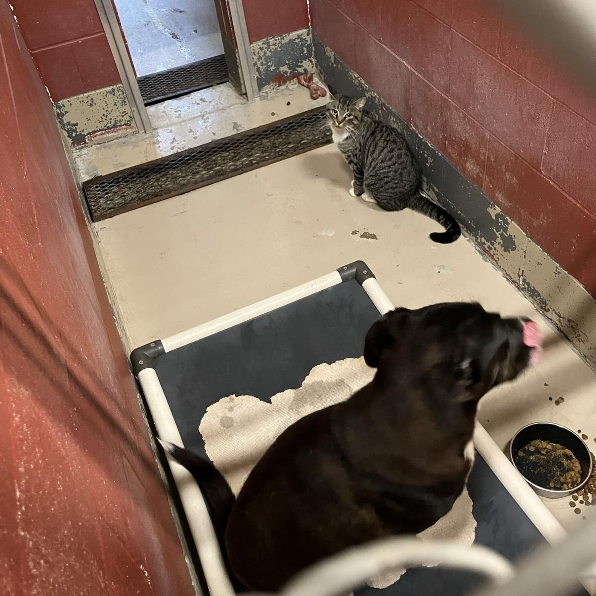 Clover 11792, a Adoptable mixed breed in Elberton, GA image 3/5