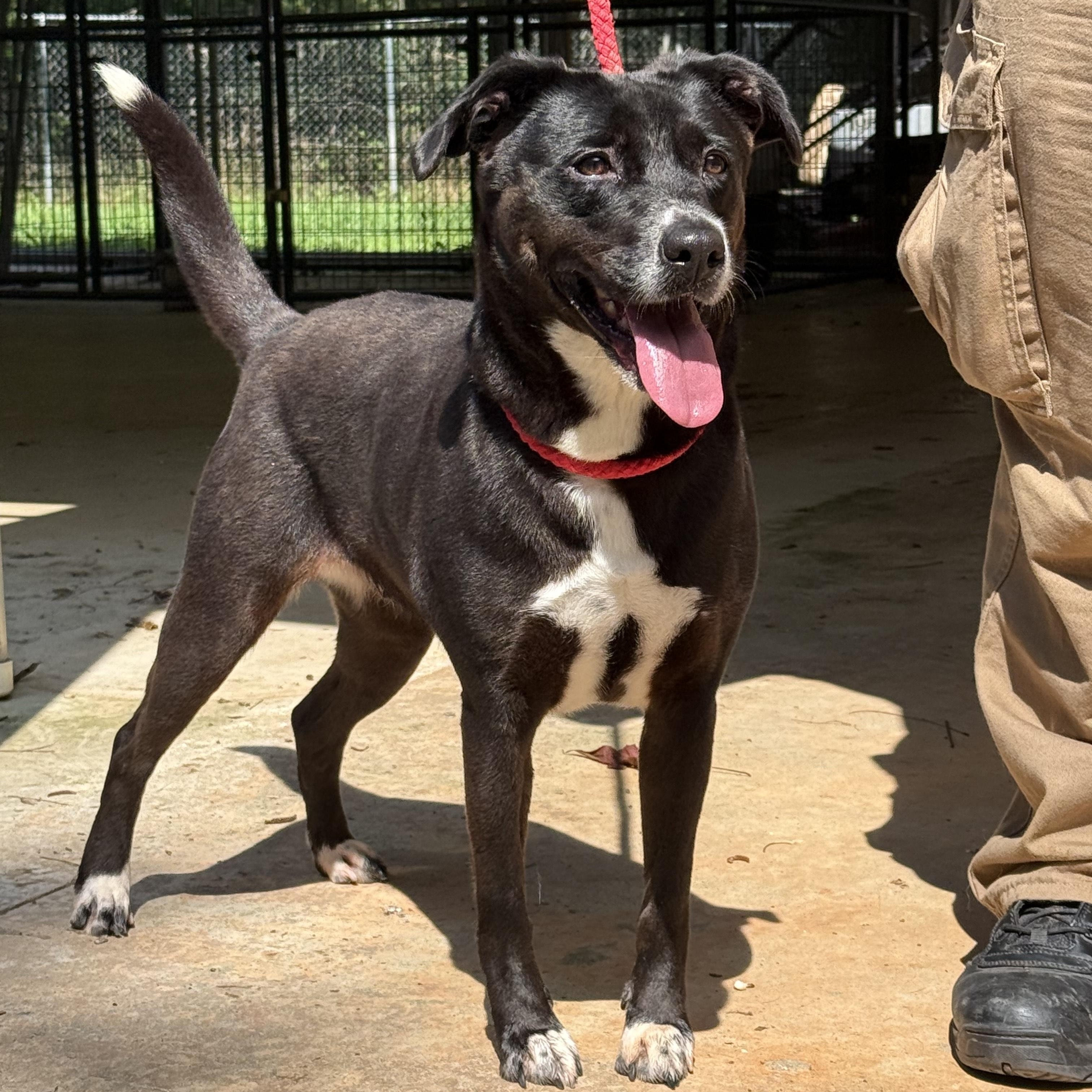 Clover 11792, a Adoptable mixed breed in Elberton, GA image 5/5