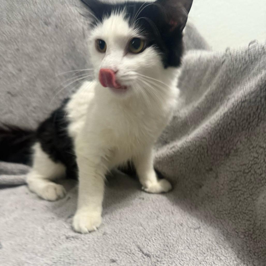 Enlarge Pump, a Adoptable Domestic Short Hair in Brea, CA image 1/3