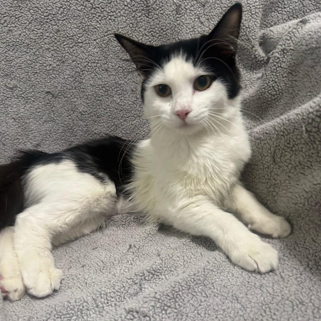 Enlarge Pump, a Adoptable Domestic Short Hair in Brea, CA image 2/3