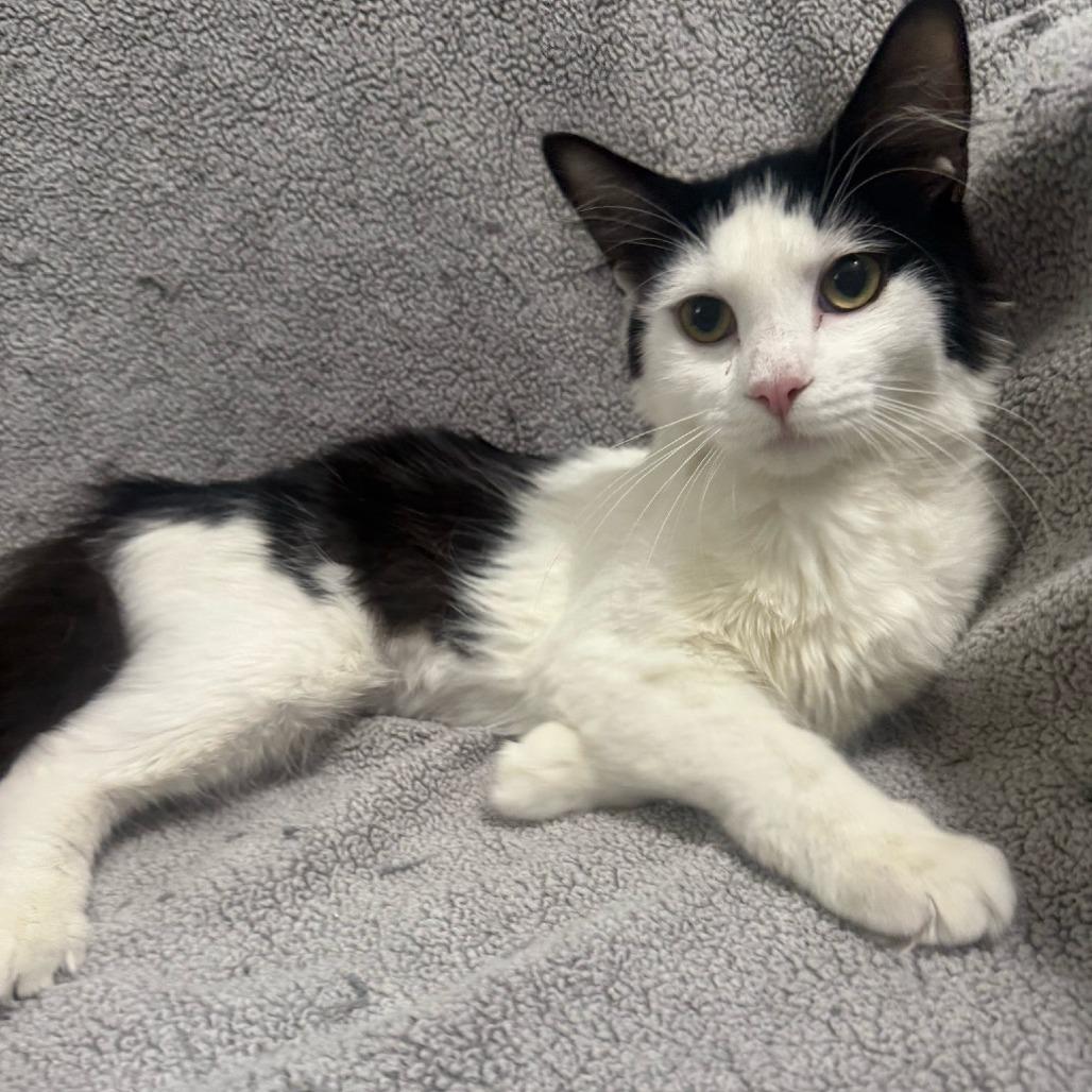 Enlarge Pump, a Adoptable Domestic Short Hair in Brea, CA image 3/3