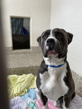 Clyde, Adoptable, Adult Male Pit Bull Terrier & Mixed Breed.