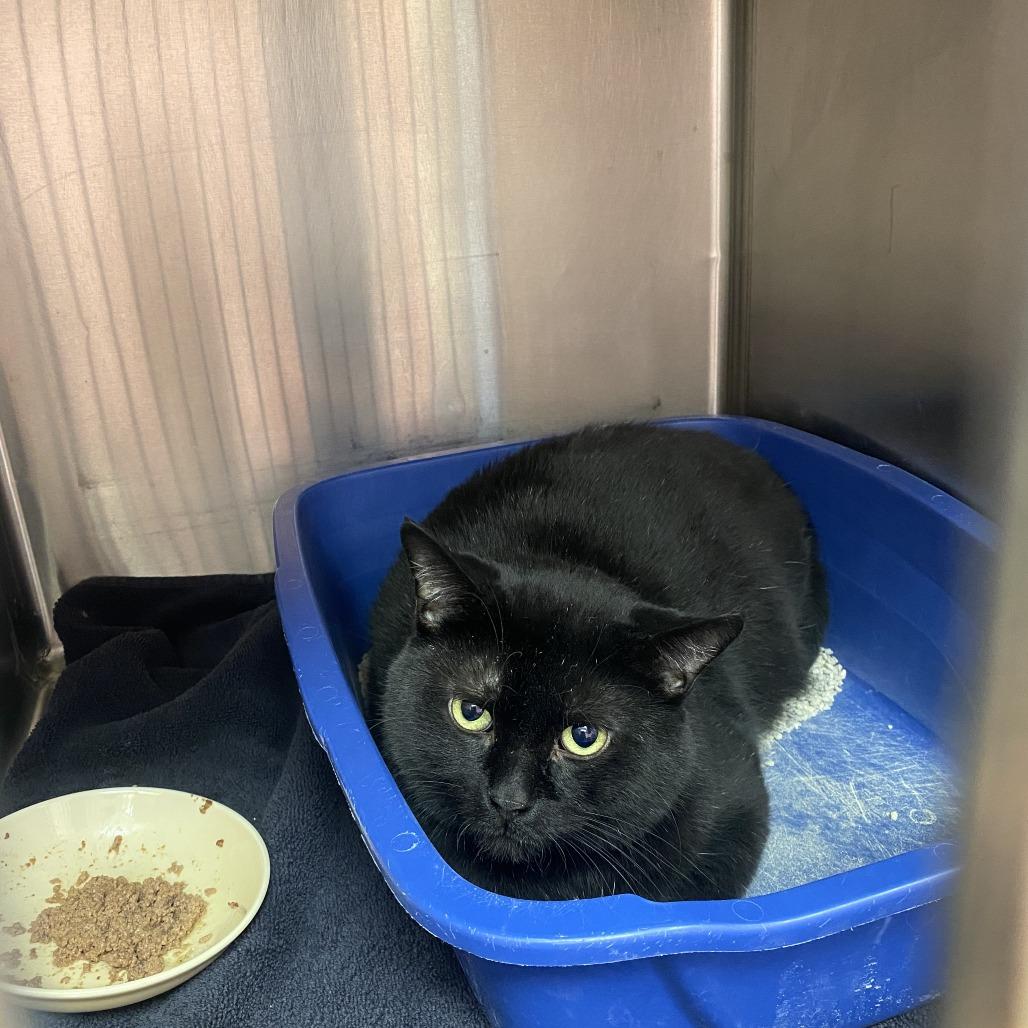 Blackstrap Molasses — thumbnail 2