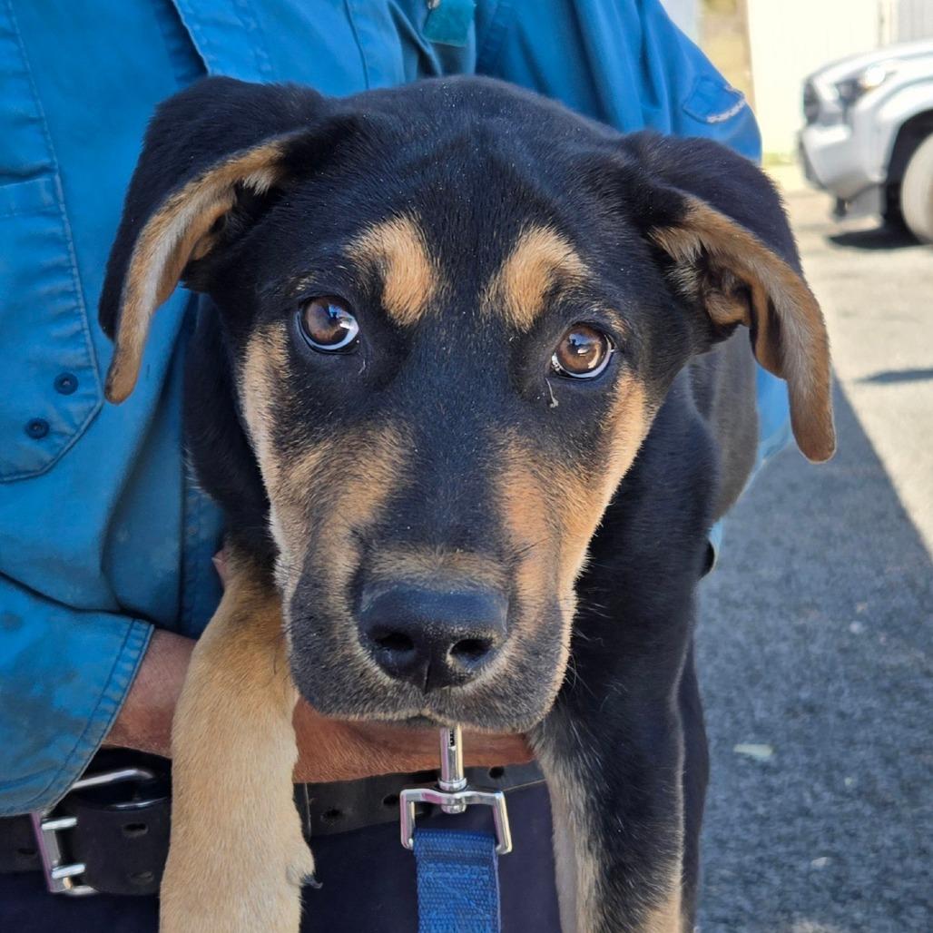 Luz, Adoptable, Young Female Shepherd.