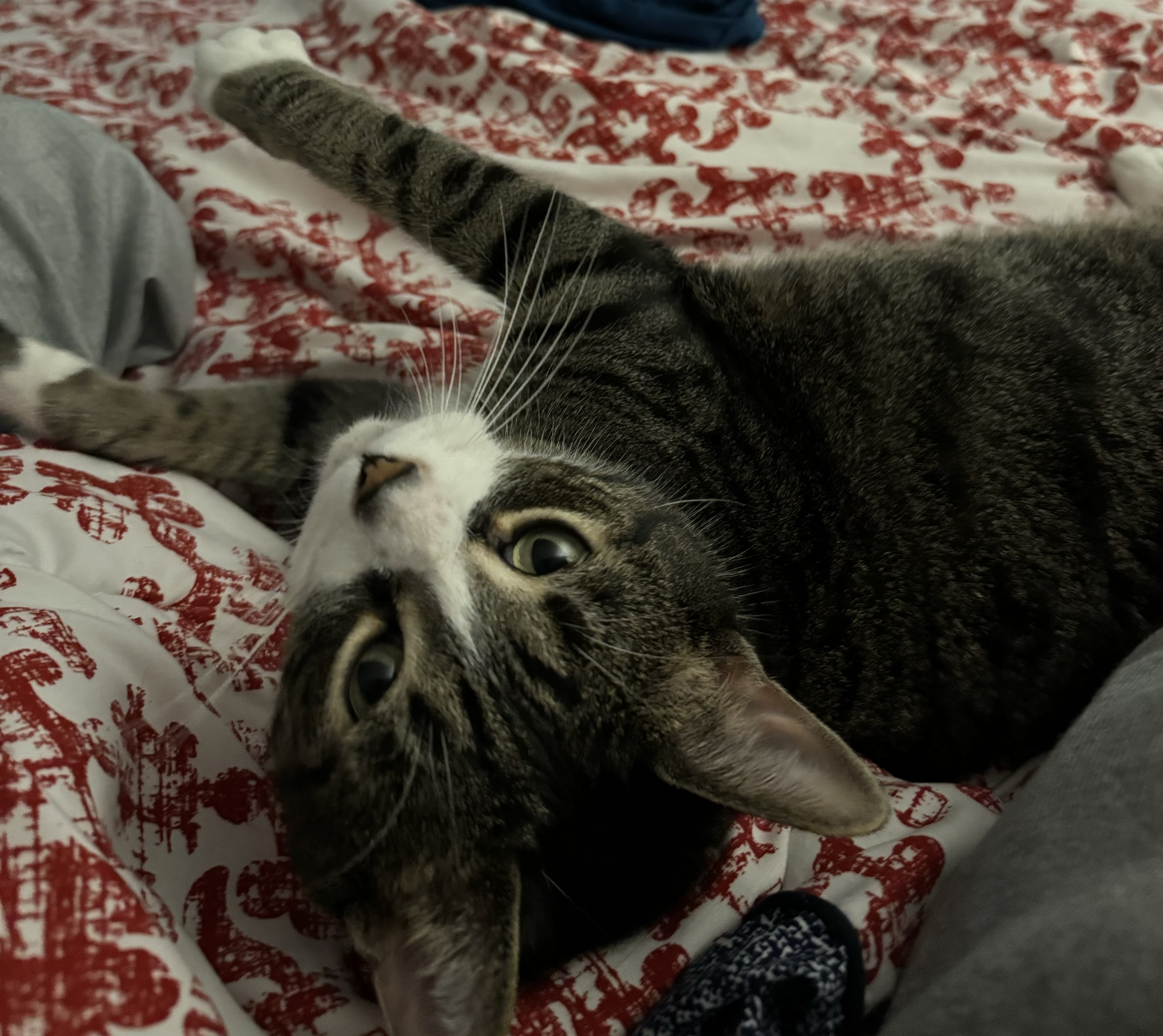 Mimine, Adopted, Young Male Tabby.