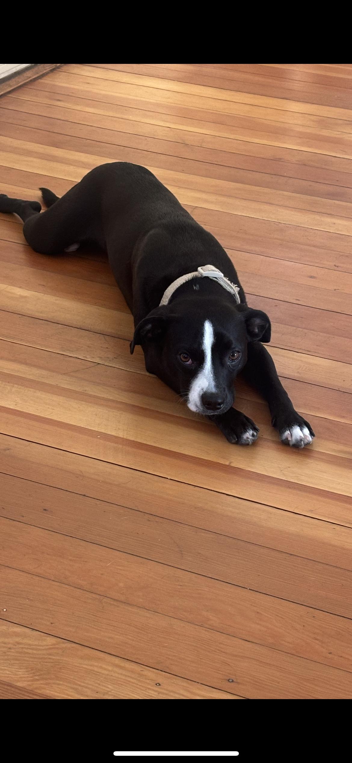 Enlarge Muffin, a Adopted mixed breed in Hamden, CT image 6/6