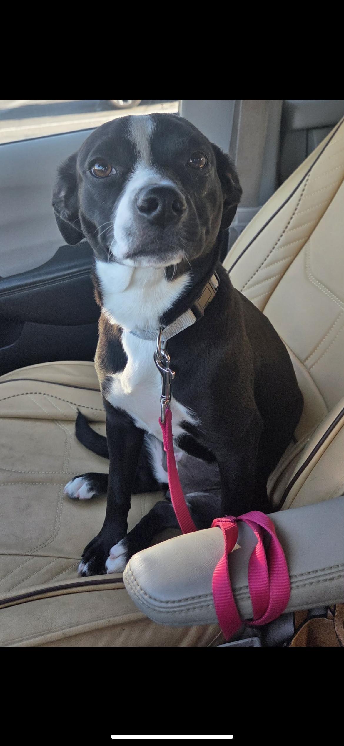 Enlarge Muffin, a Adopted mixed breed in Hamden, CT image 2/6