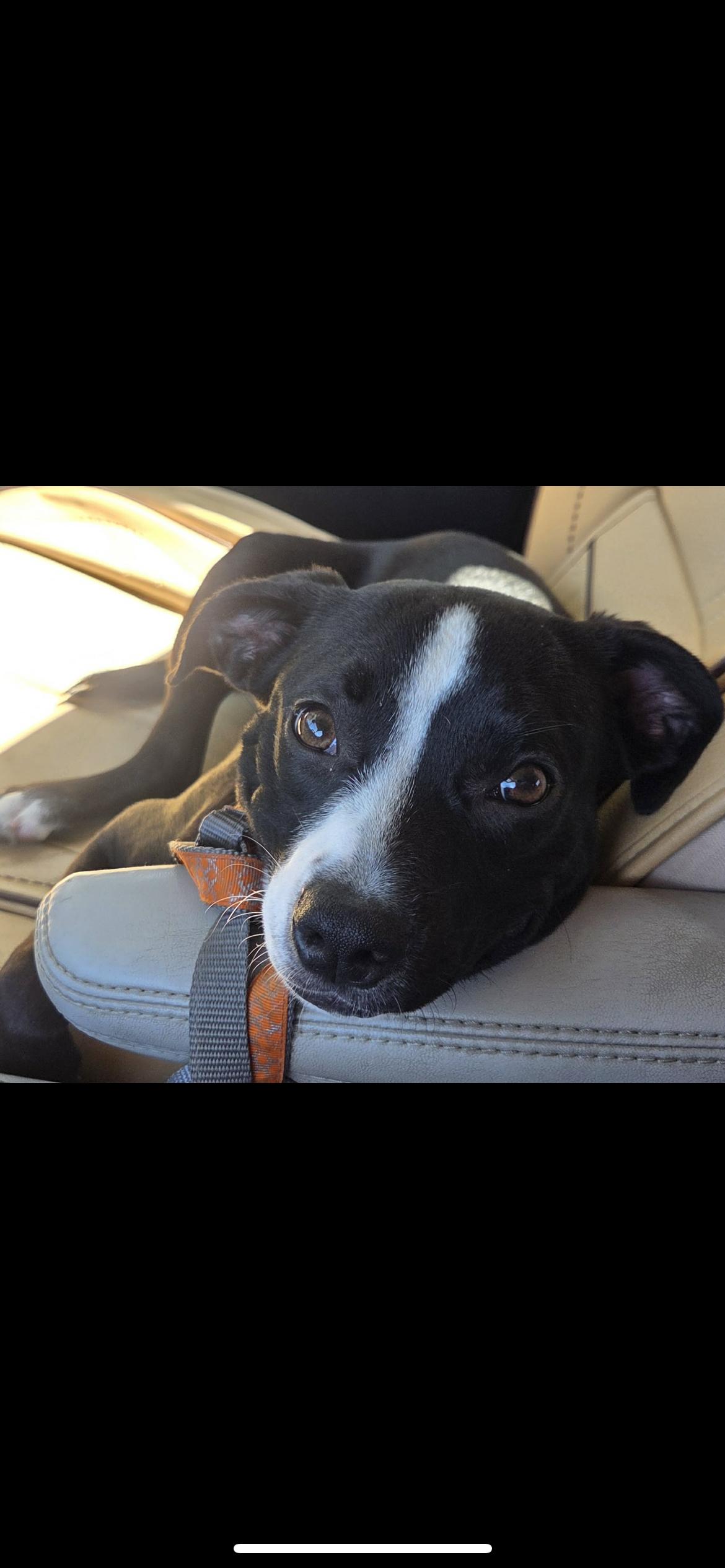 Muffin, Adopted, Young Female Terrier & Rat Terrier.