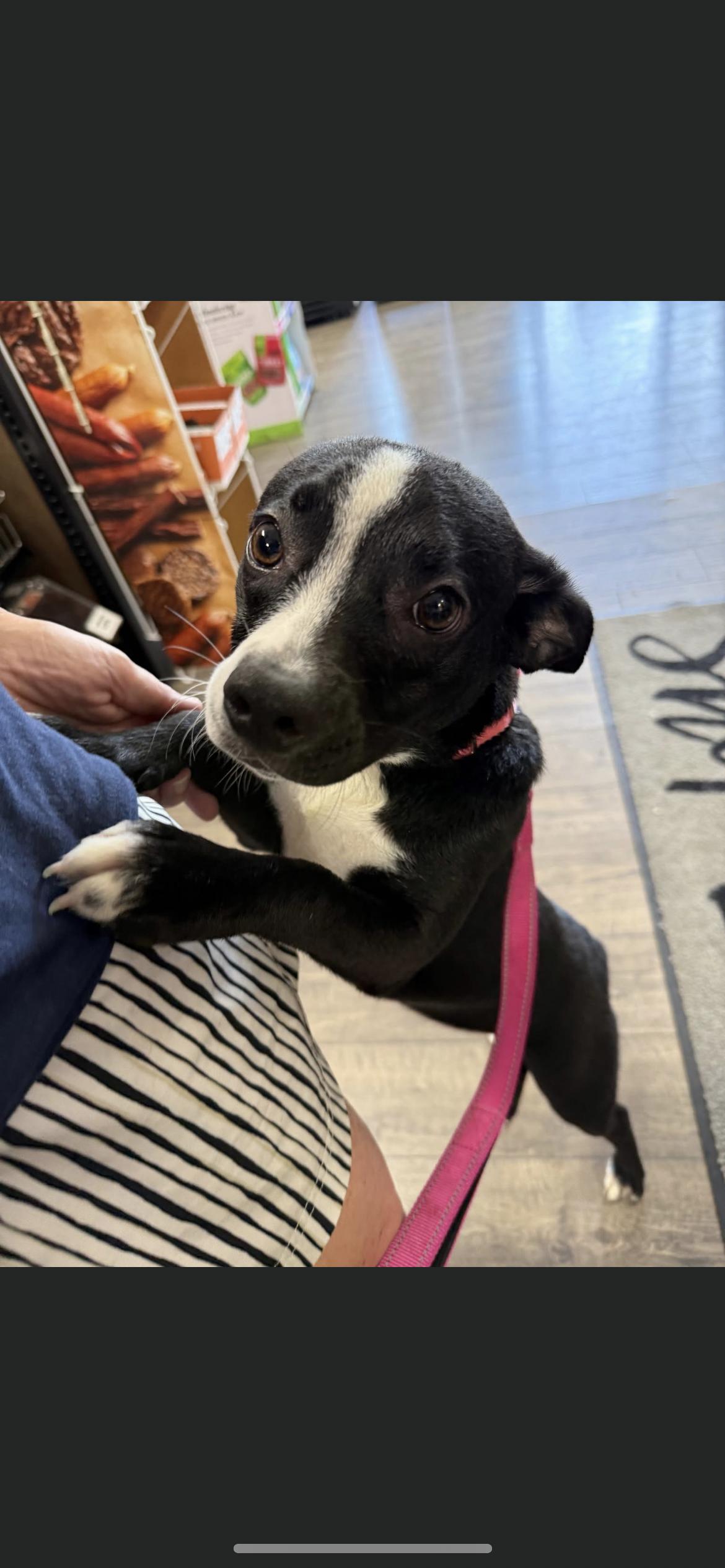 Enlarge Muffin, a Adopted mixed breed in Hamden, CT image 4/6