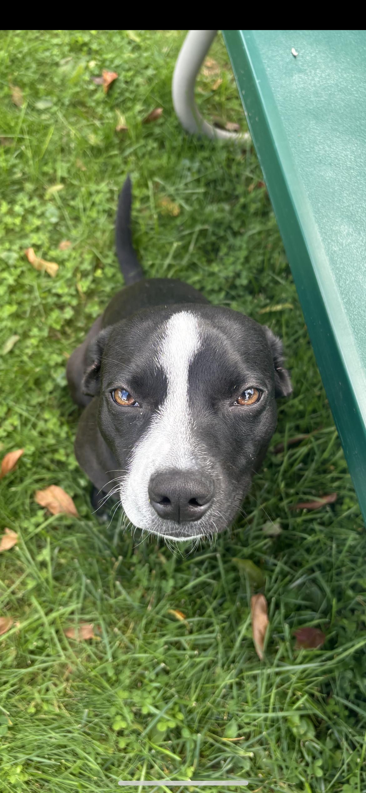 Enlarge Muffin, a Adopted mixed breed in Hamden, CT image 5/6