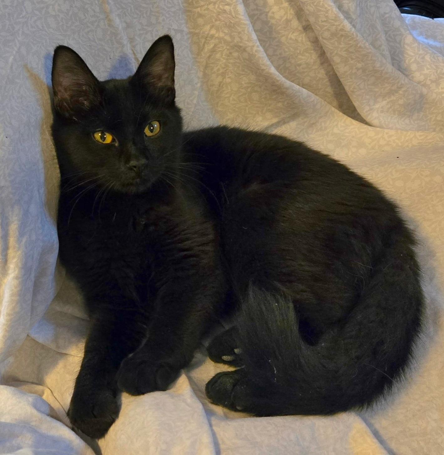 Sport, Young Male Domestic Medium Hair