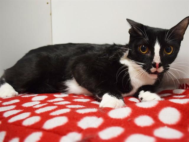 ANTONIA, Adoptable, Adult Female Domestic Short Hair.