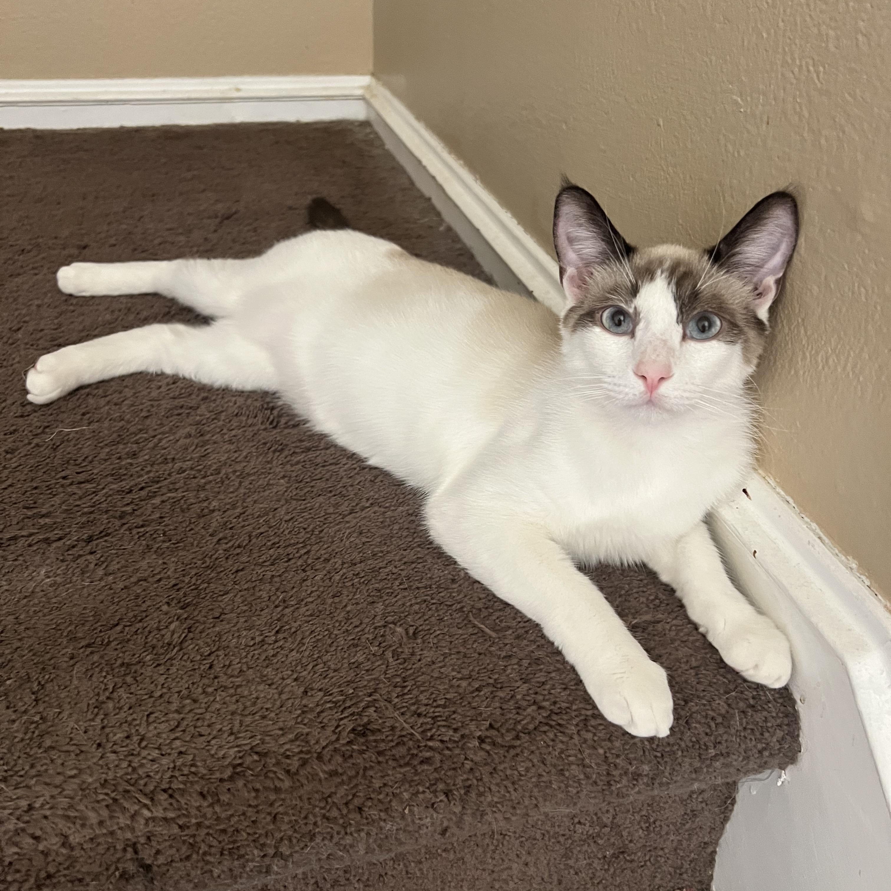 Seren Babies, Adoptable, Young Male Siamese & Domestic Short Hair.