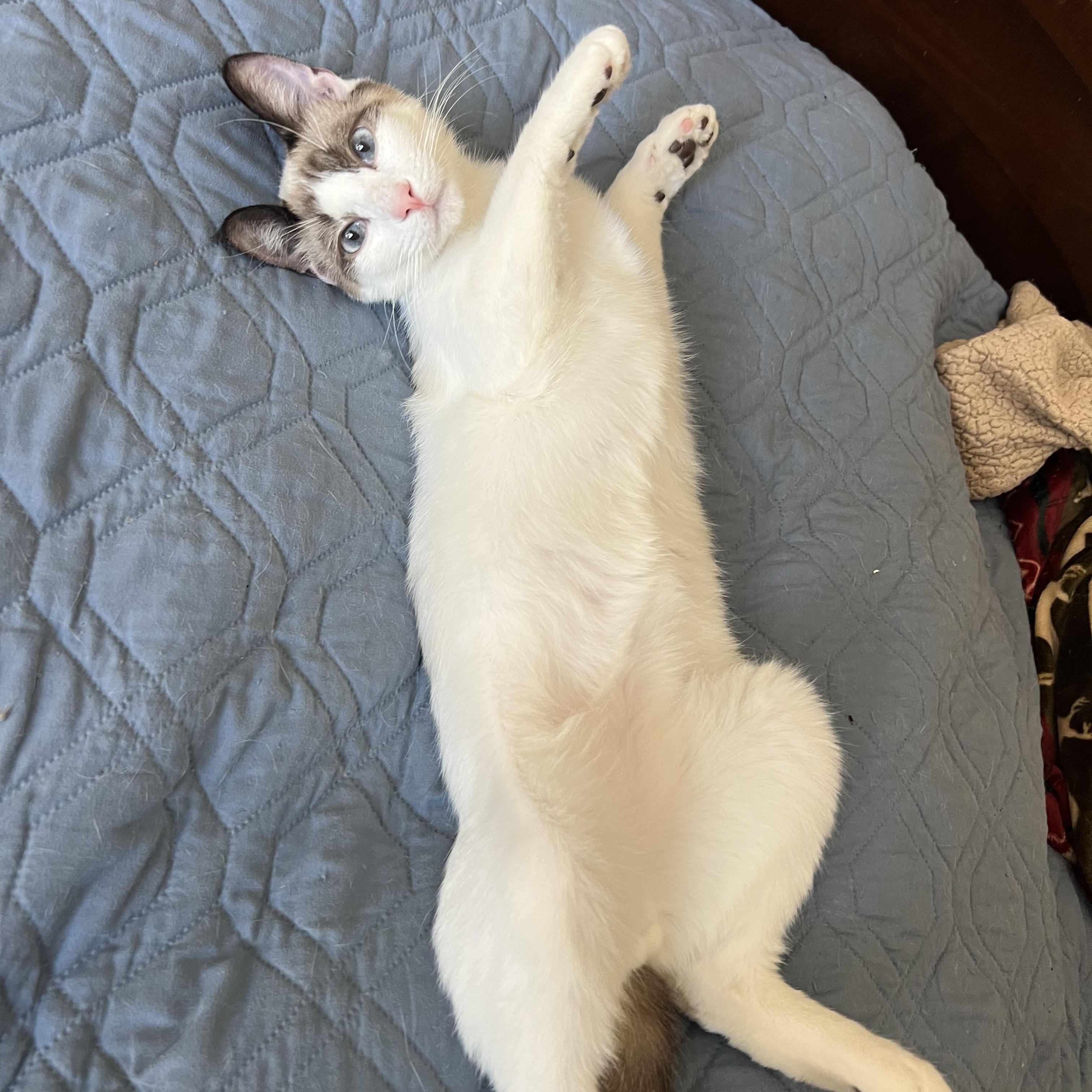 Seren Babies, a Adoptable mixed breed in Glendora, CA image 2/3