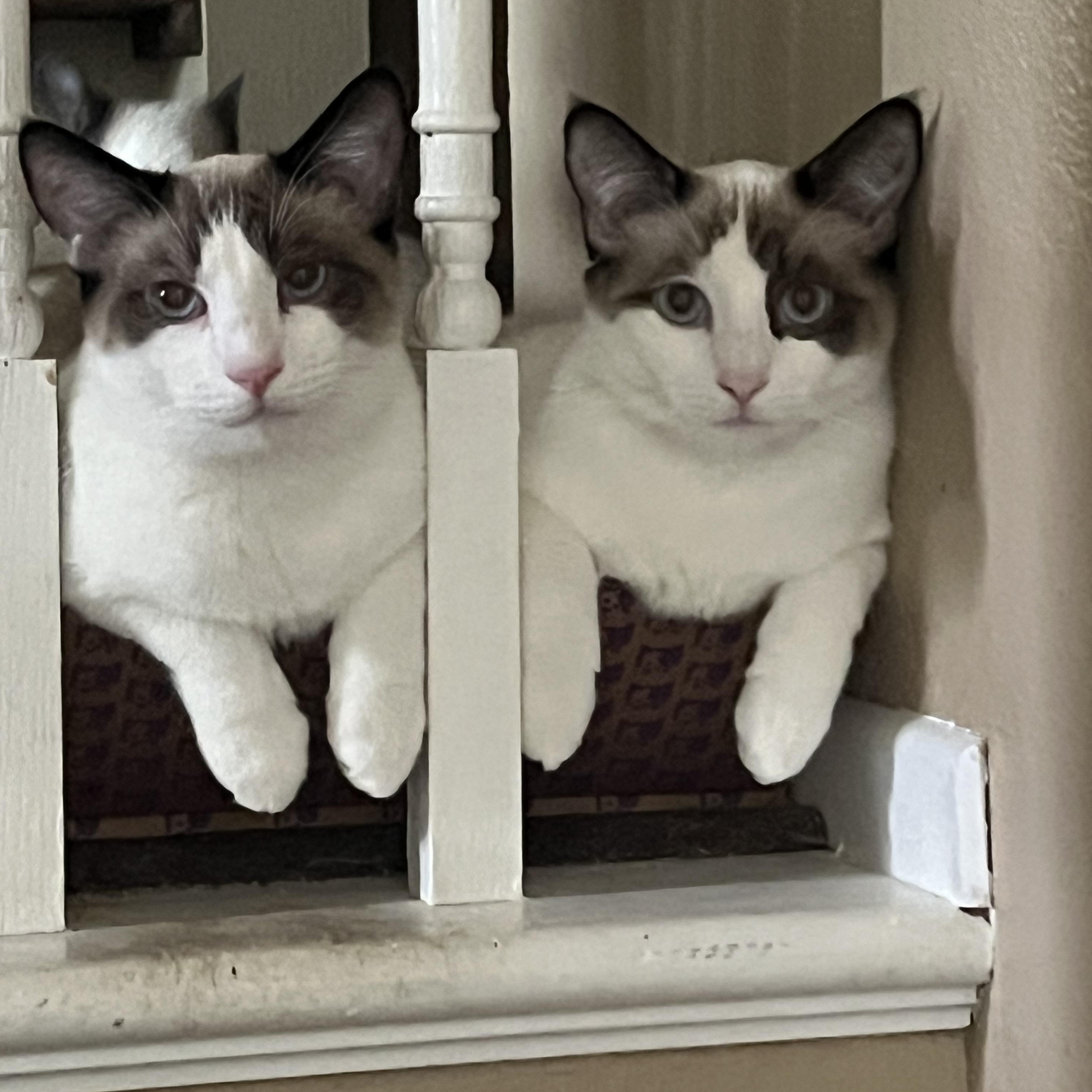 Seren Babies, a Adoptable mixed breed in Glendora, CA image 3/3