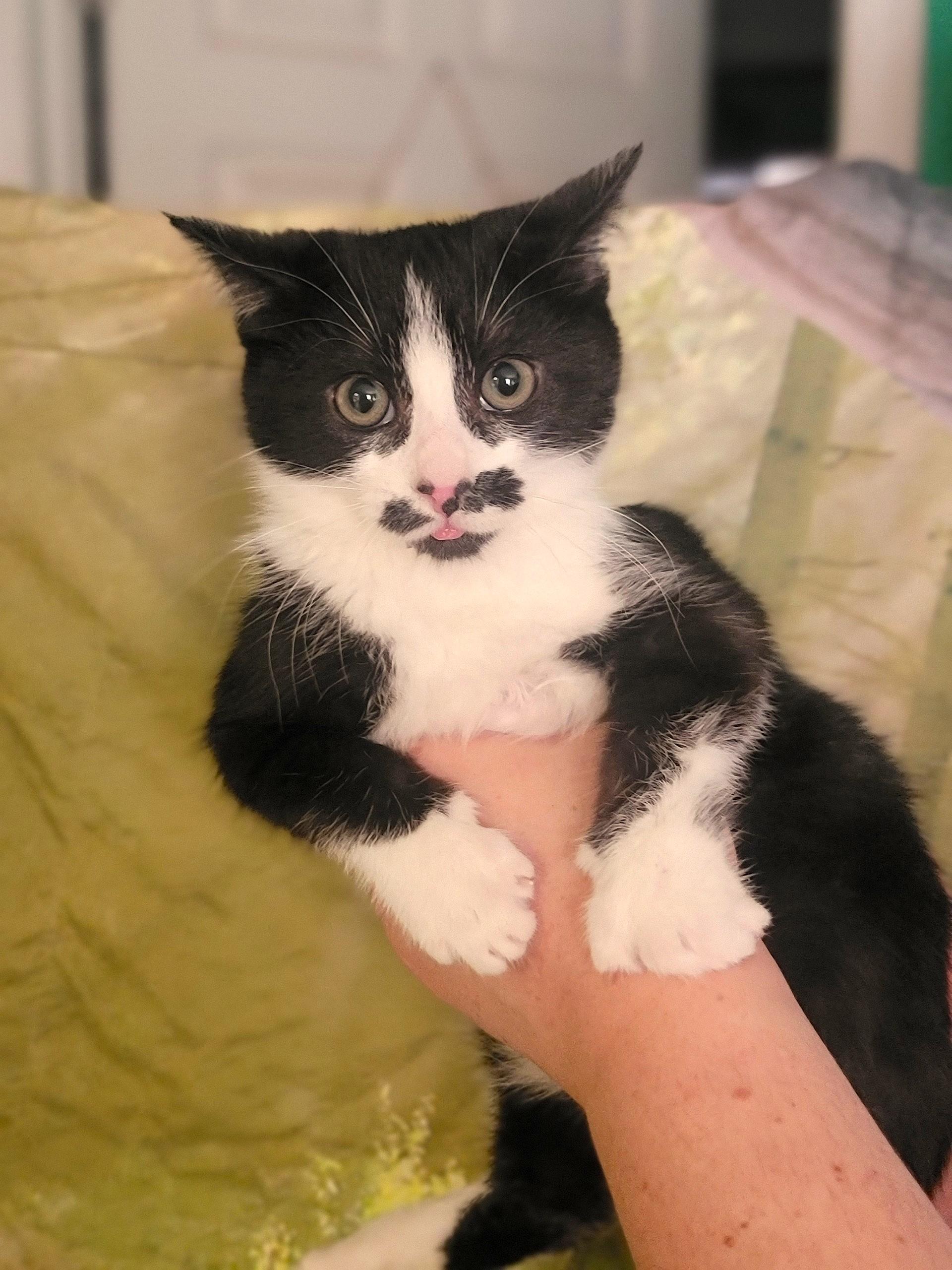 Enlarge Frida, a ADOPTABLE Domestic Short Hair in Washoe Valley, NV image 1/1