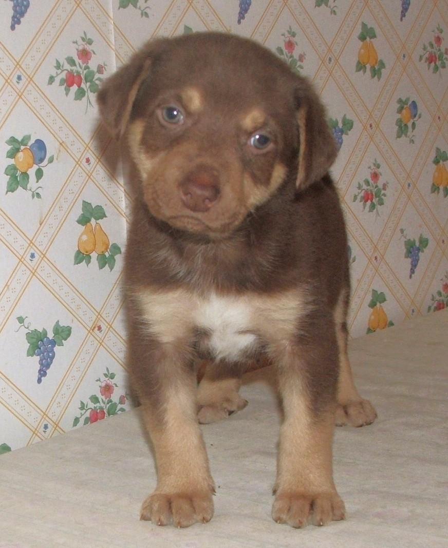 Enlarge Grace, a ADOPTABLE mixed breed in Maynardville, TN image 1/1