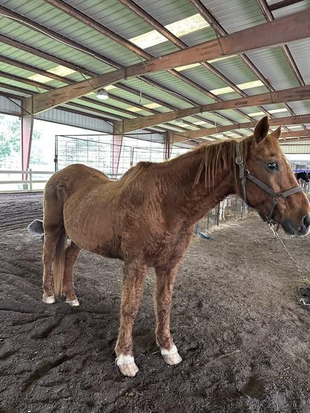 Enlarge Luigi, a ADOPTABLE Grade in Mount Hermon, LA image 1/1