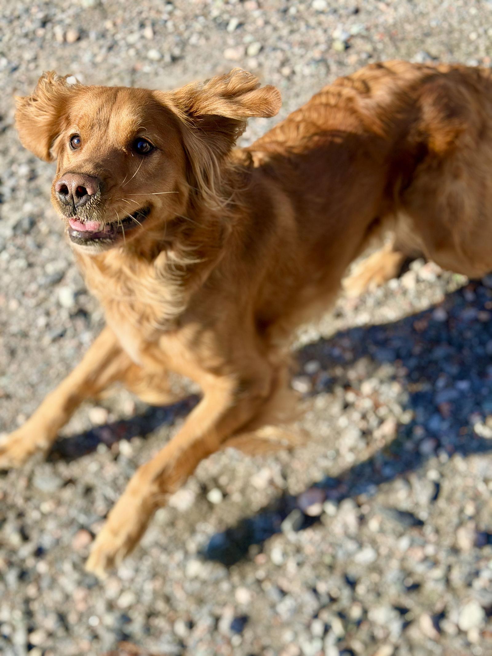 Enlarge Sophie, a Adoptable Golden Retriever in West Cornwall, CT image 1/3
