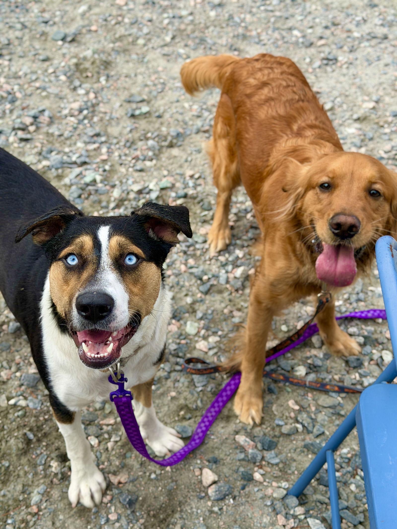 Enlarge Sophie, a Adoptable Golden Retriever in West Cornwall, CT image 2/3