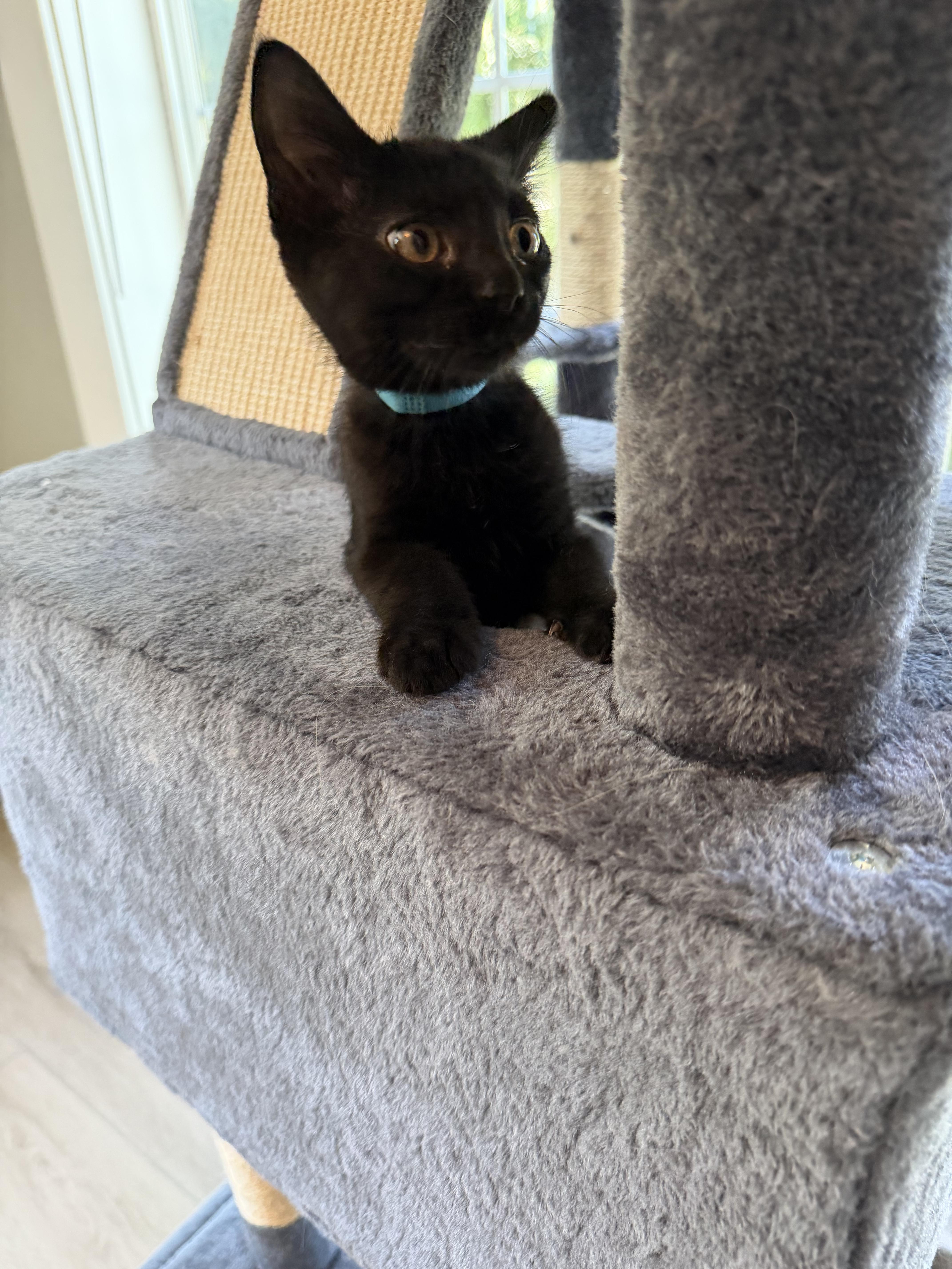 Connor, a ADOPTABLE mixed breed in Bonney Lake, WA image 6/6