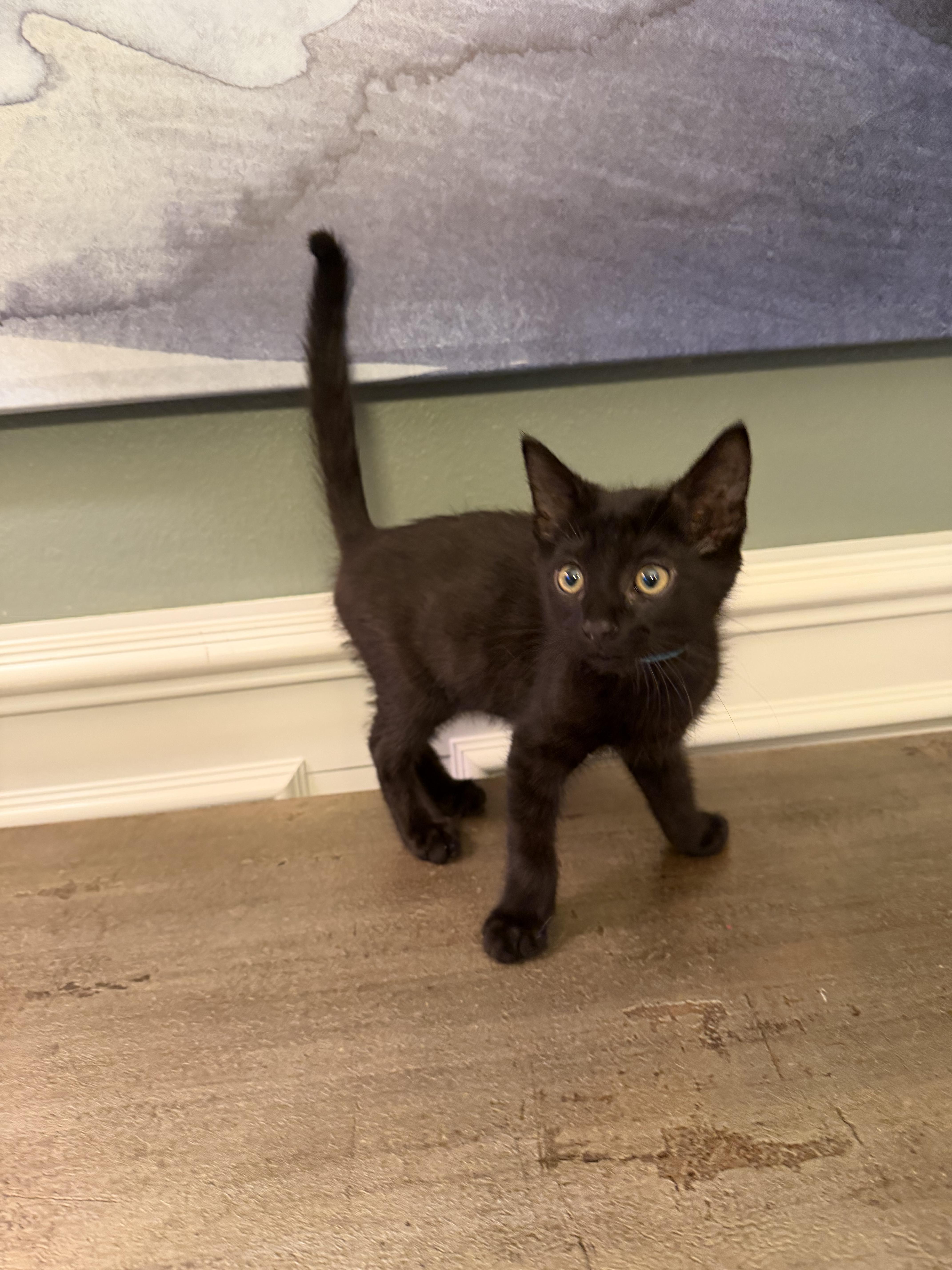 Connor, a ADOPTABLE mixed breed in Bonney Lake, WA image 2/6