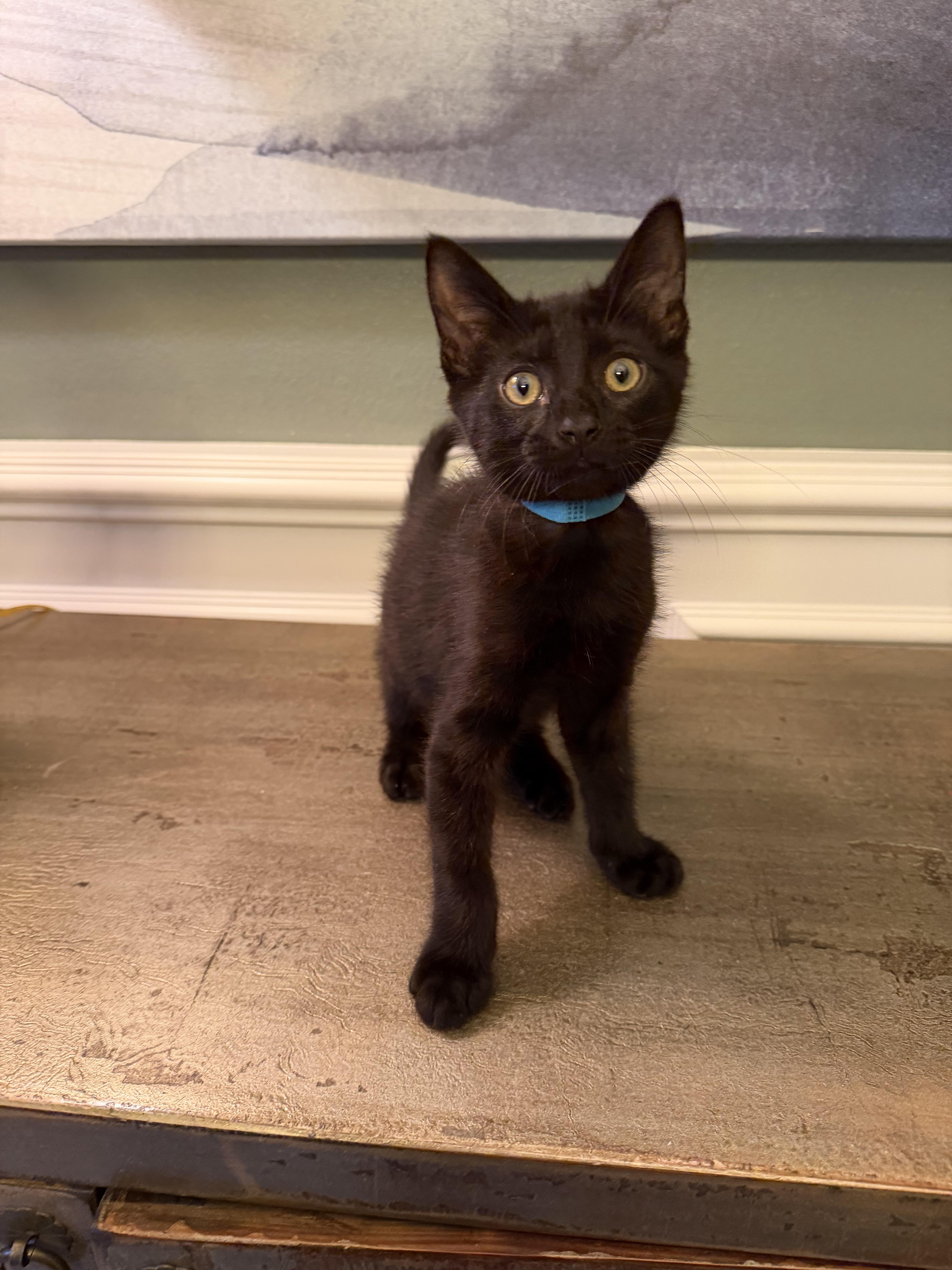 Connor, a ADOPTABLE mixed breed in Bonney Lake, WA image 3/6