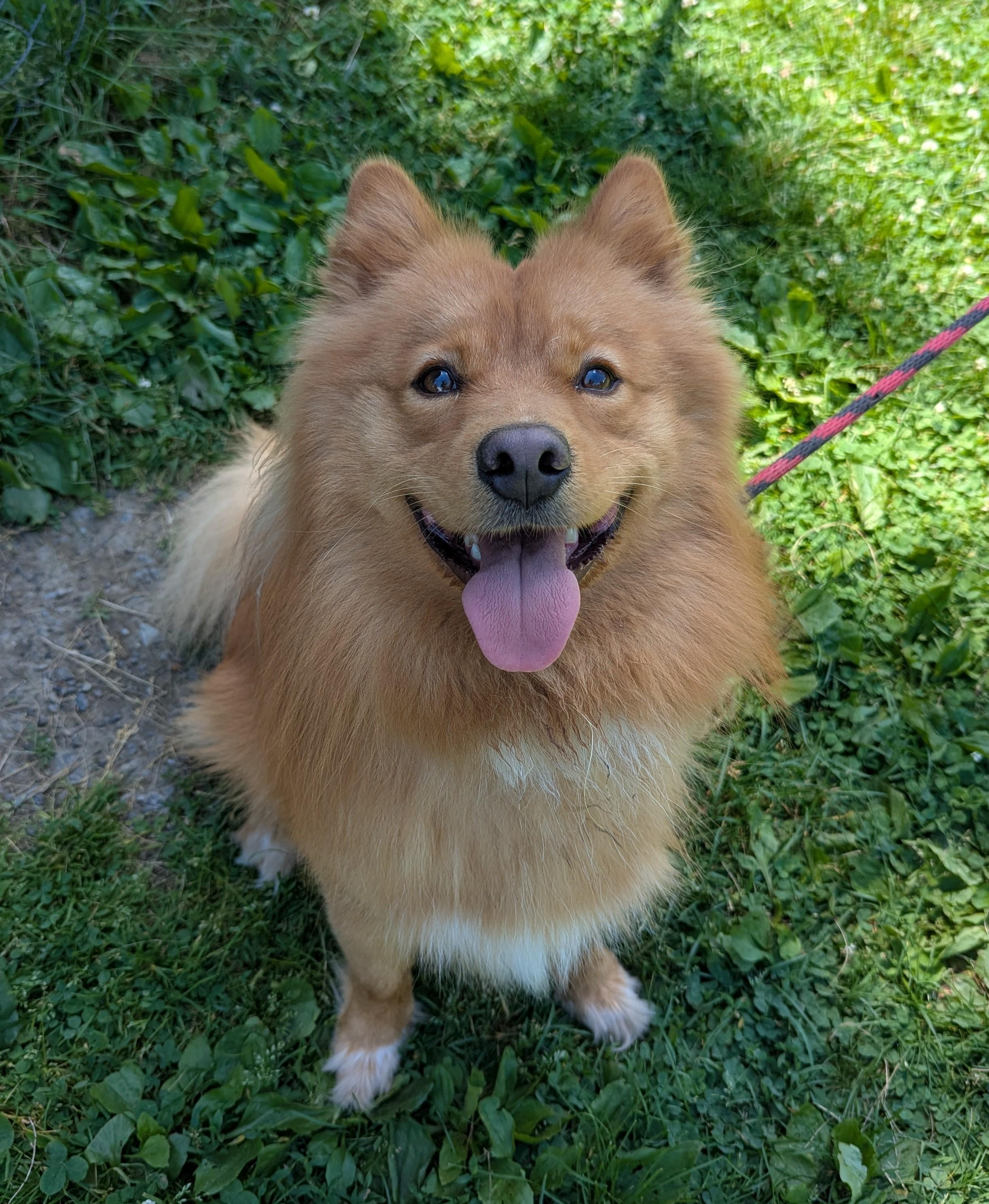 Zeus, adopted, Young Male Pomsky.
