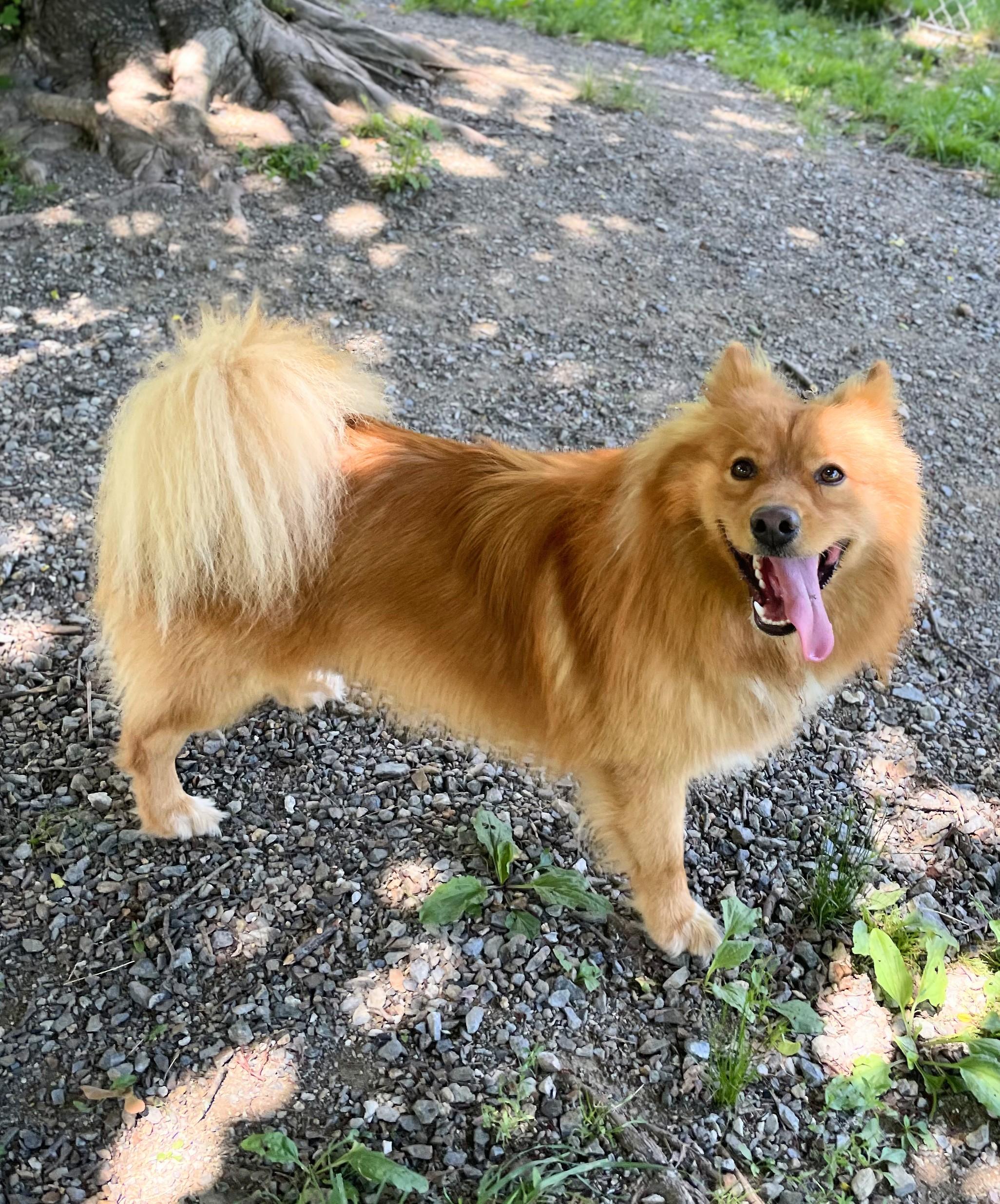 Zeus, an adopted mixed breed in New Windsor, NY image 2/3