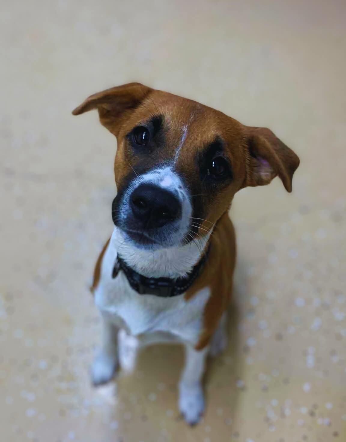 Enlarge Lilo, a Adopted mixed breed in Berkeley Springs, WV image 1/1