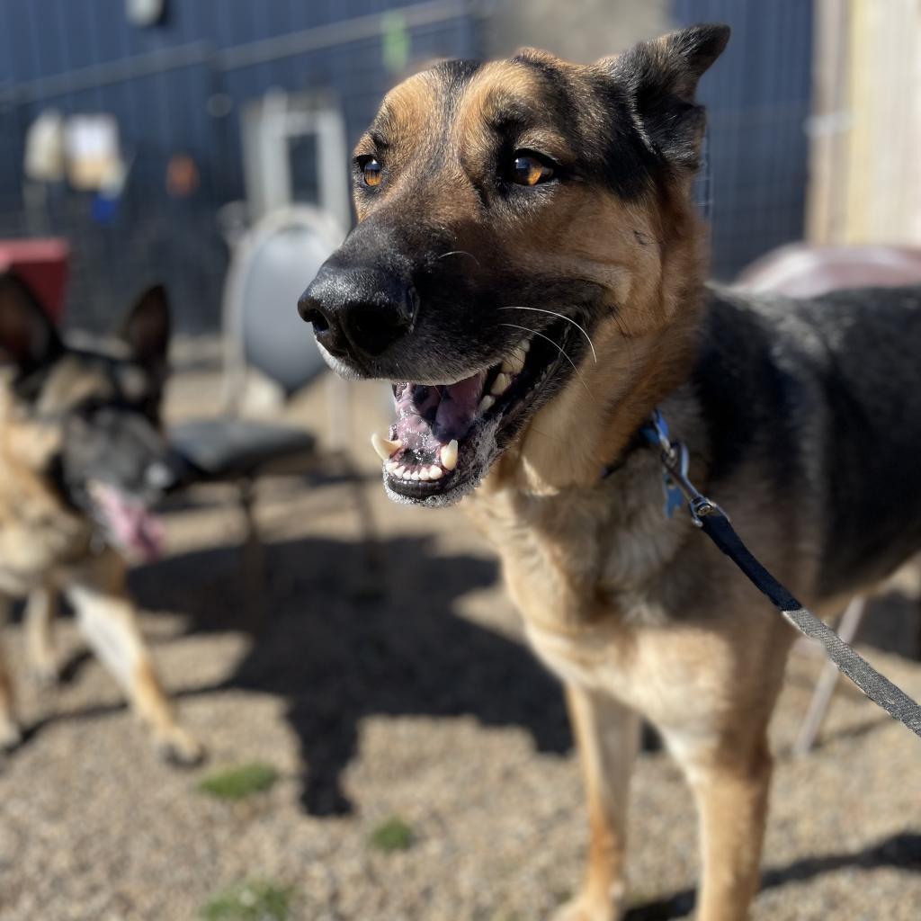 Roscoe, Adoptable, Adult Male German Shepherd Dog.