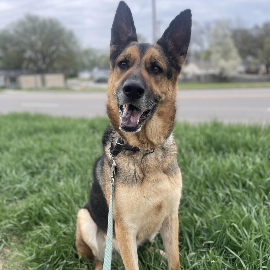 Enlarge Roscoe, a Adoptable German Shepherd Dog in West Des Moines, IA image 3/5