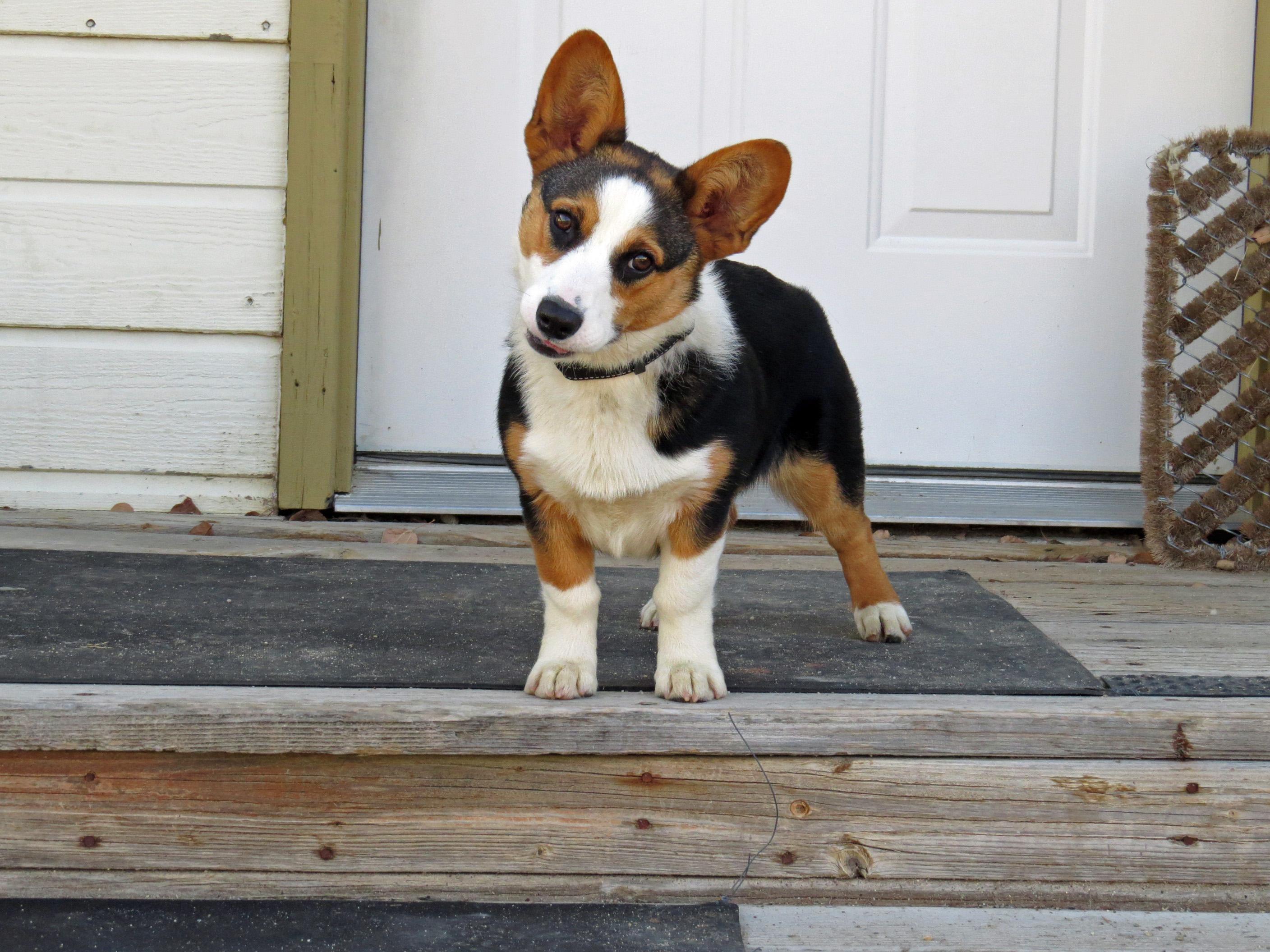 Enlarge CLEO **video!**, an adopted Pembroke Welsh Corgi in Nampa, ID image 1/5