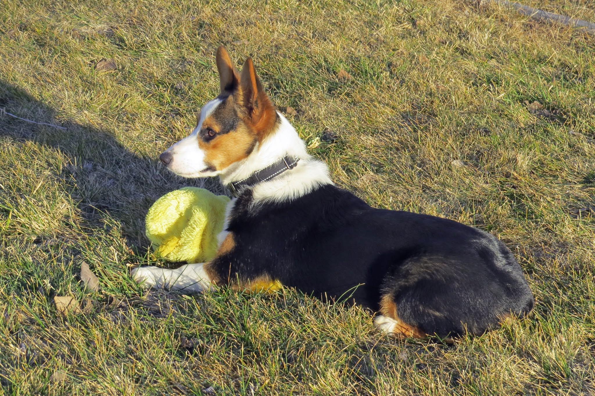 Enlarge CLEO **video!**, an adopted Pembroke Welsh Corgi in Nampa, ID image 2/5
