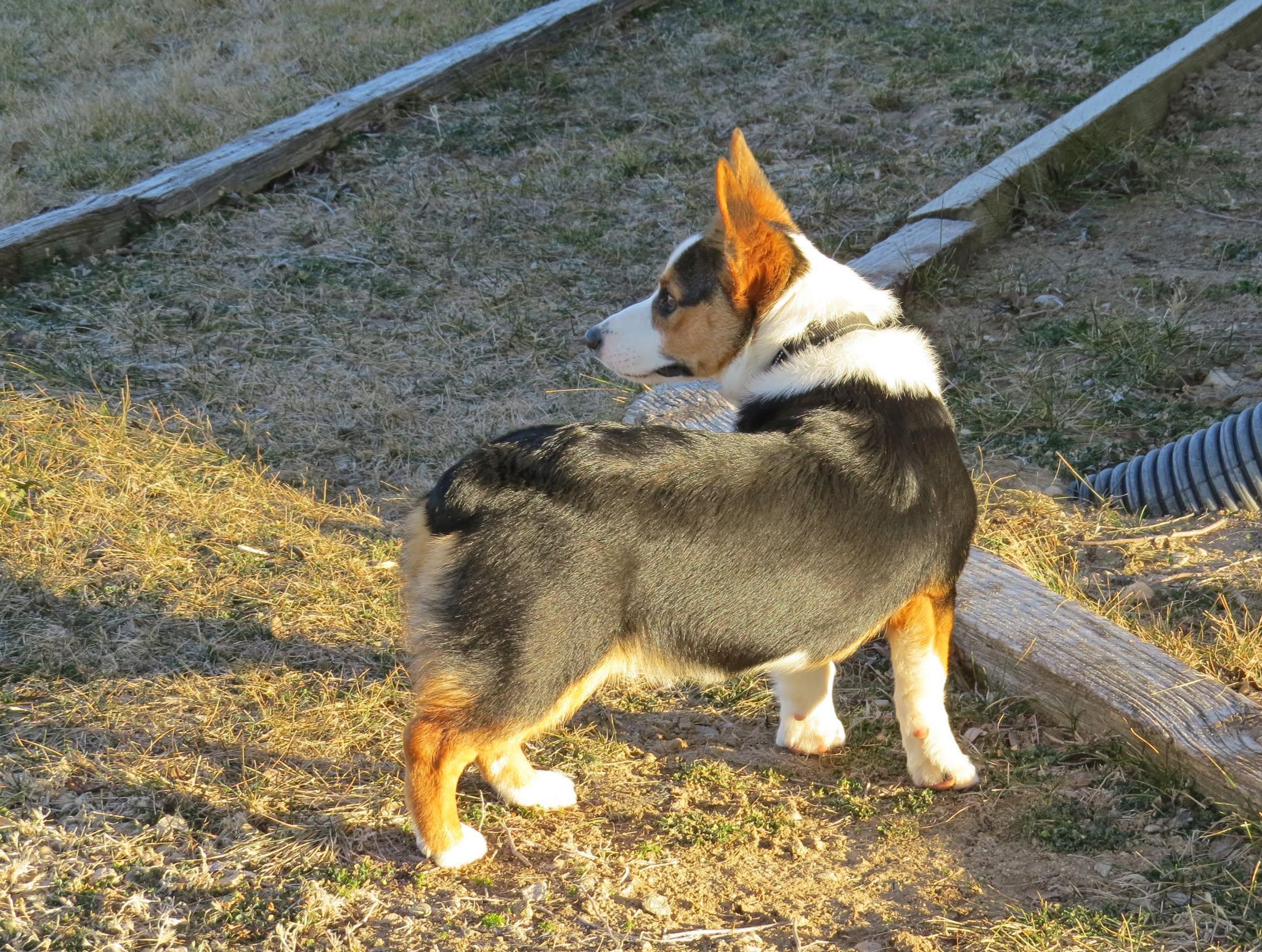 Enlarge CLEO **video!**, an adopted Pembroke Welsh Corgi in Nampa, ID image 3/5