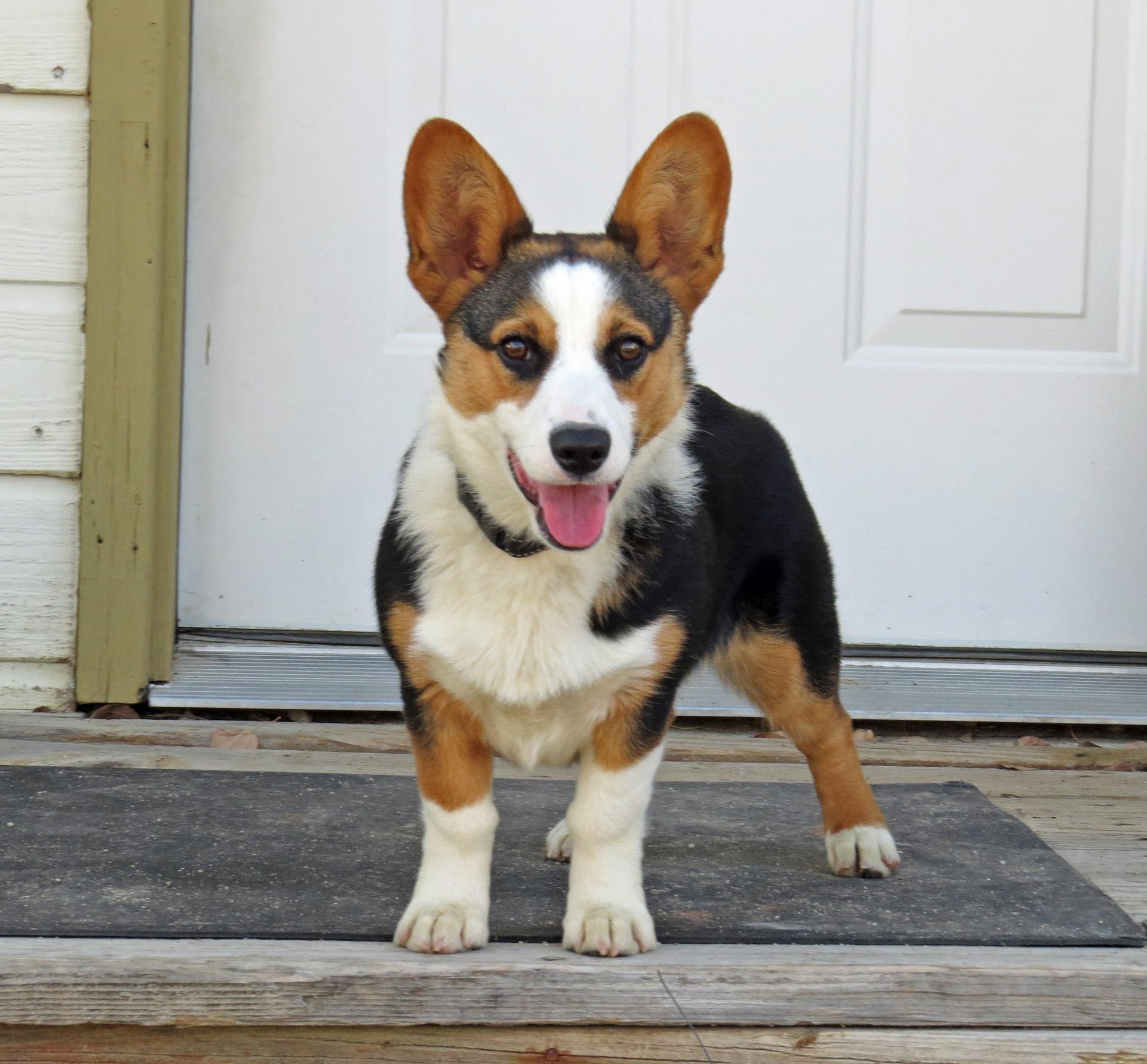 Enlarge CLEO **video!**, an adopted Pembroke Welsh Corgi in Nampa, ID image 4/5