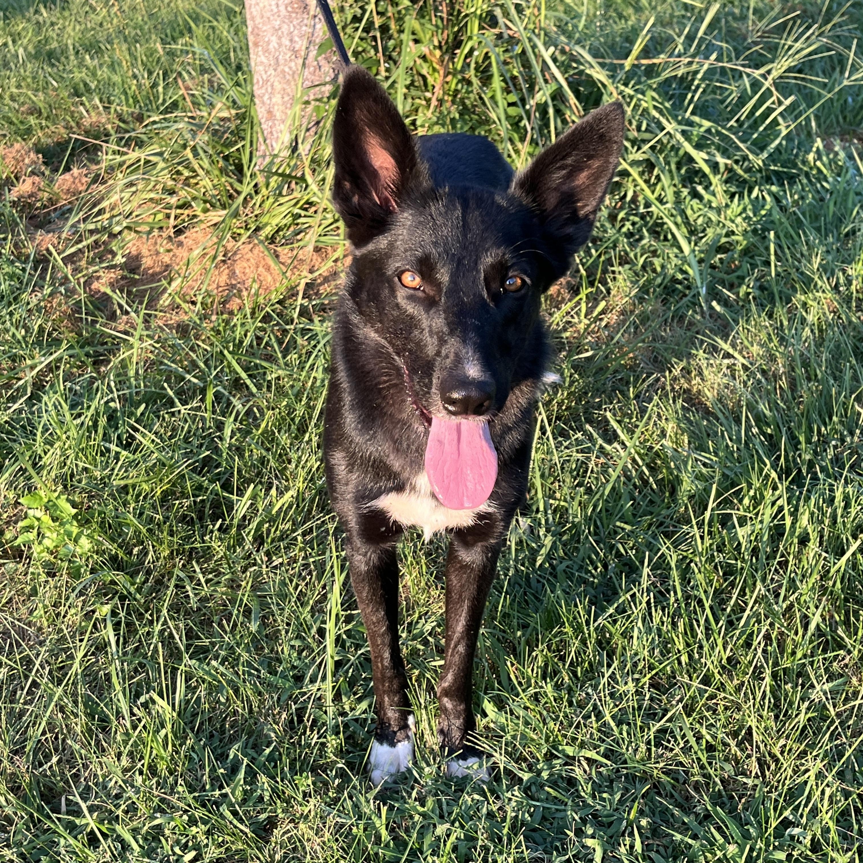 Treena, a Adoptable mixed breed in Stevensburg, VA image 3/6