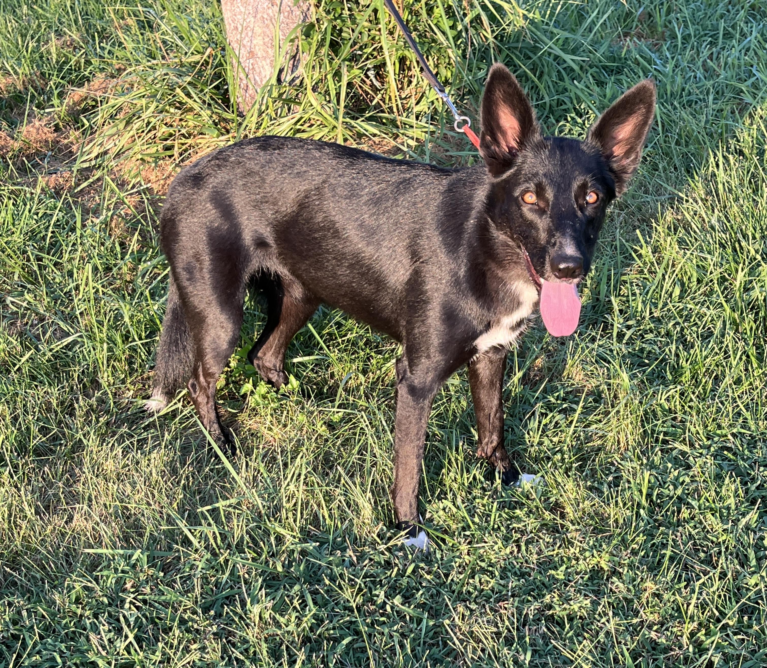 Treena, a Adoptable mixed breed in Stevensburg, VA image 2/6