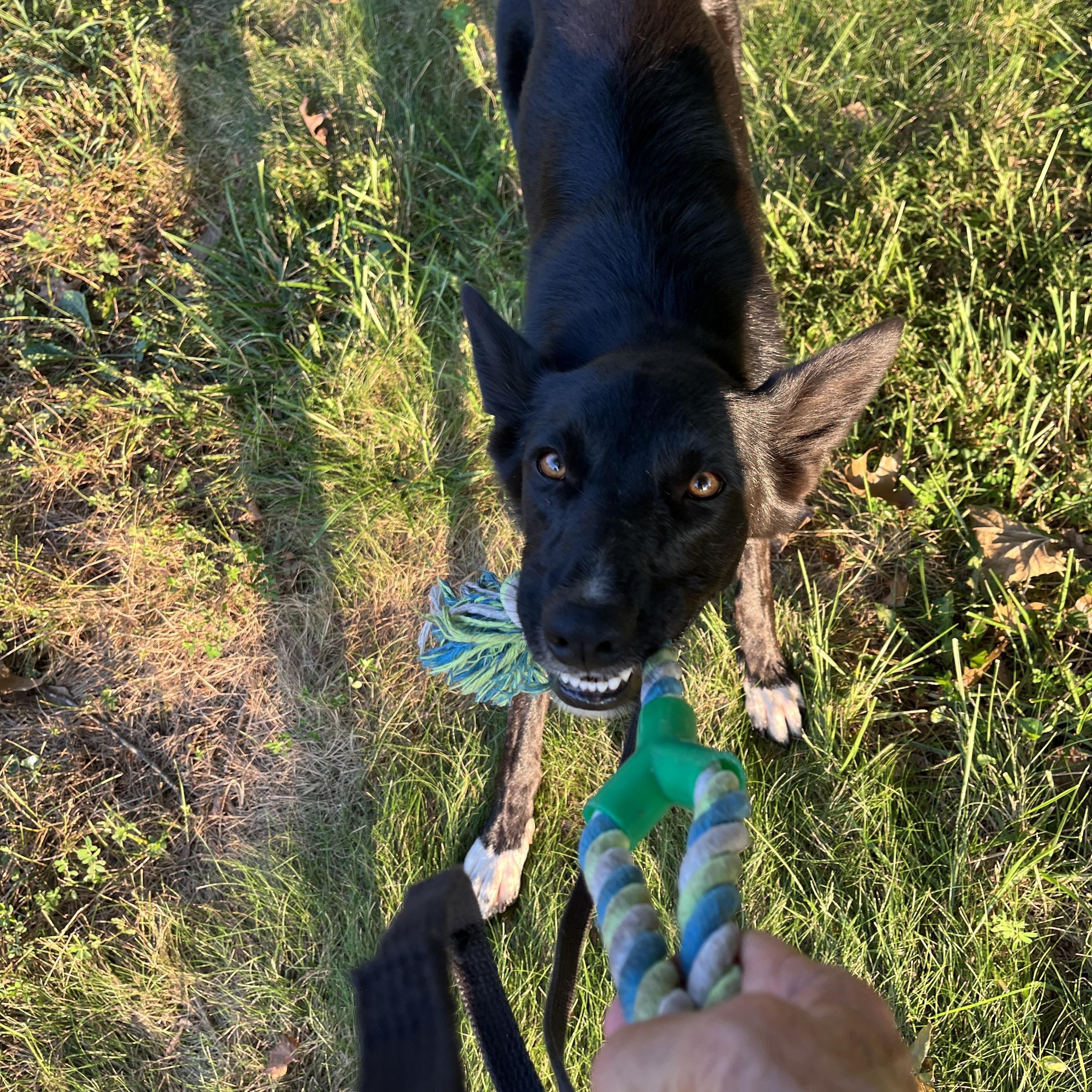 Treena, a Adoptable mixed breed in Stevensburg, VA image 4/6