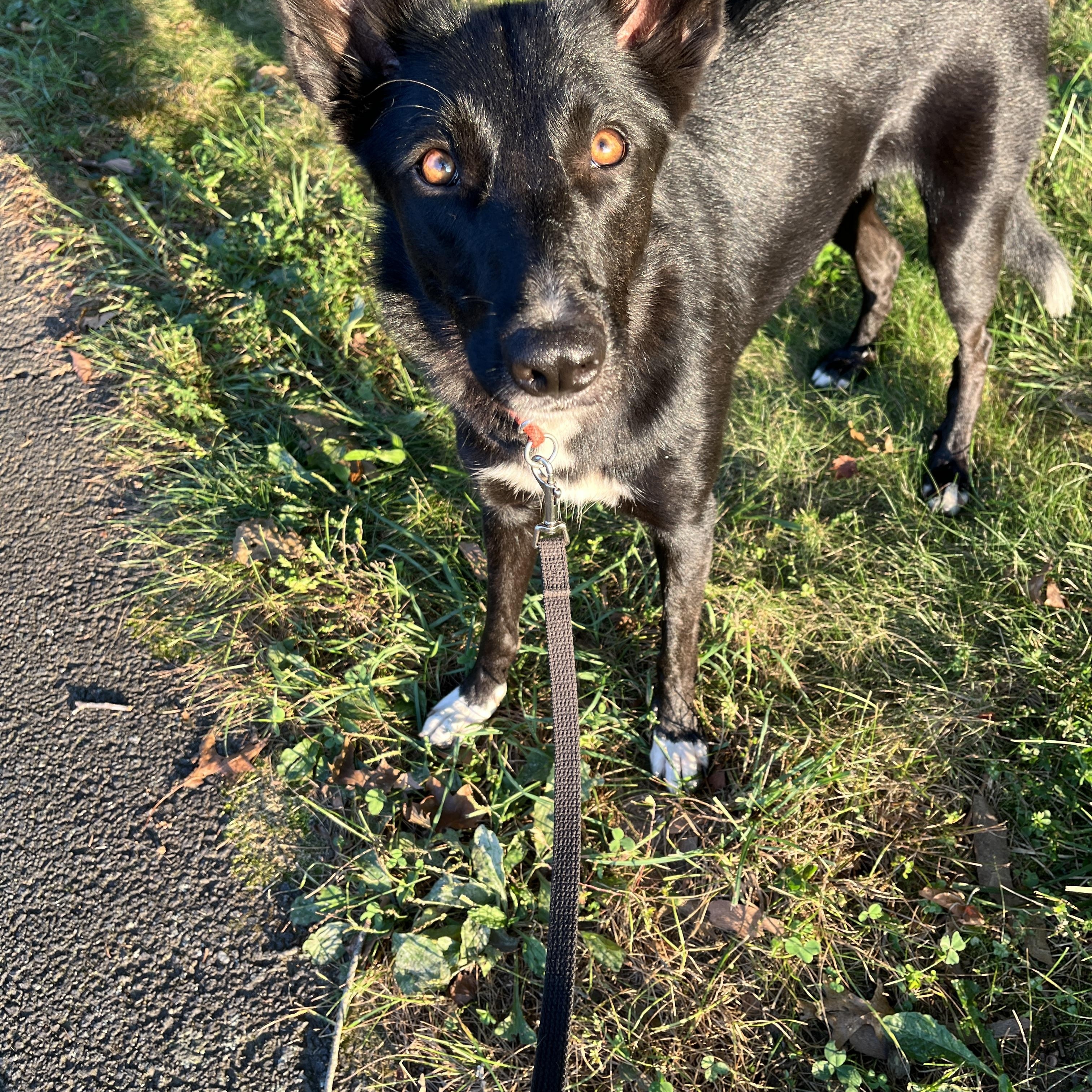 Treena, a Adoptable mixed breed in Stevensburg, VA image 5/6