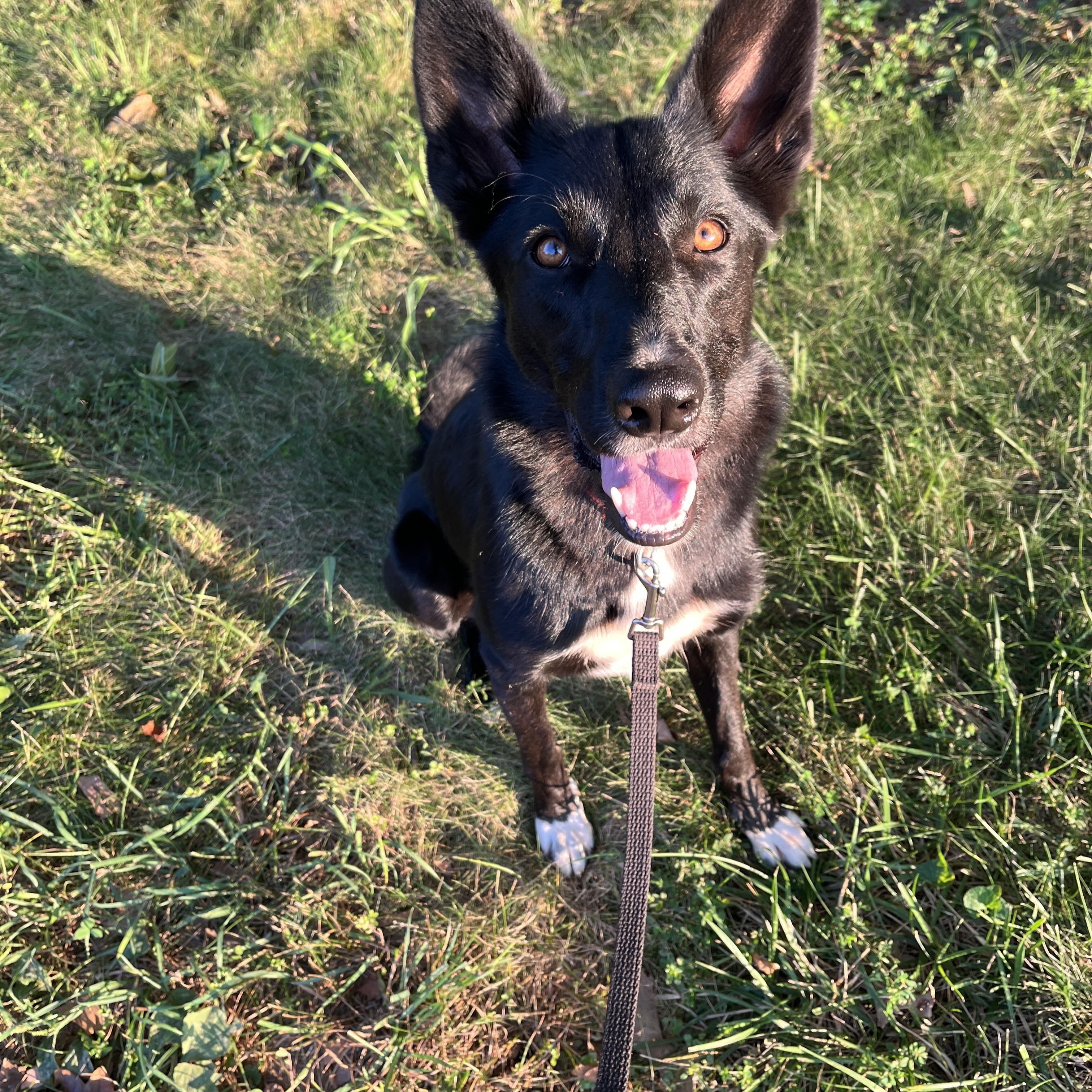 Treena, a Adoptable mixed breed in Stevensburg, VA image 6/6